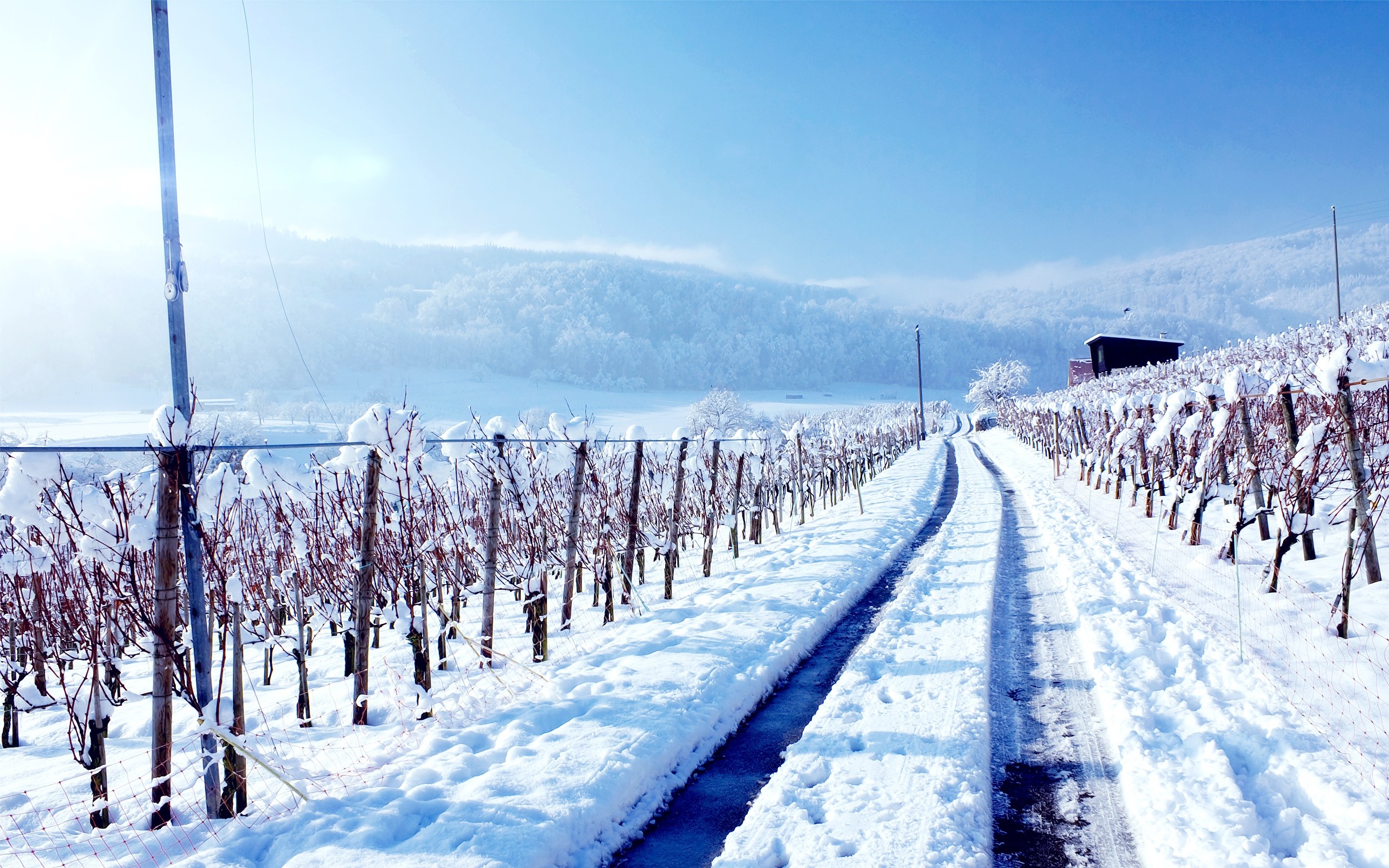 Snowy vineyard road in winter with a small building HD Wallpaper