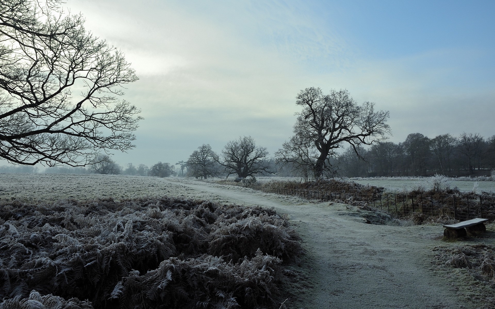 Frosty winter landscape with trees and a path HD Wallpaper