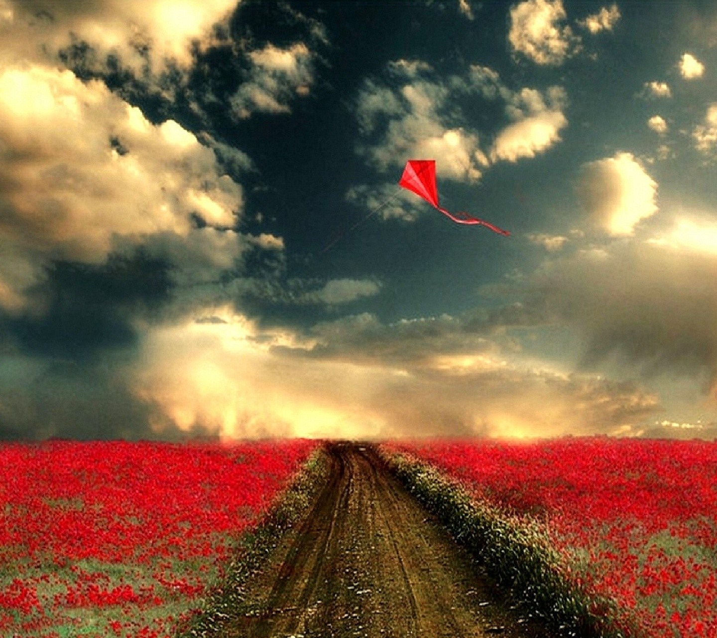 Red kite flying over a field of red flowers at sunset HD Wallpaper