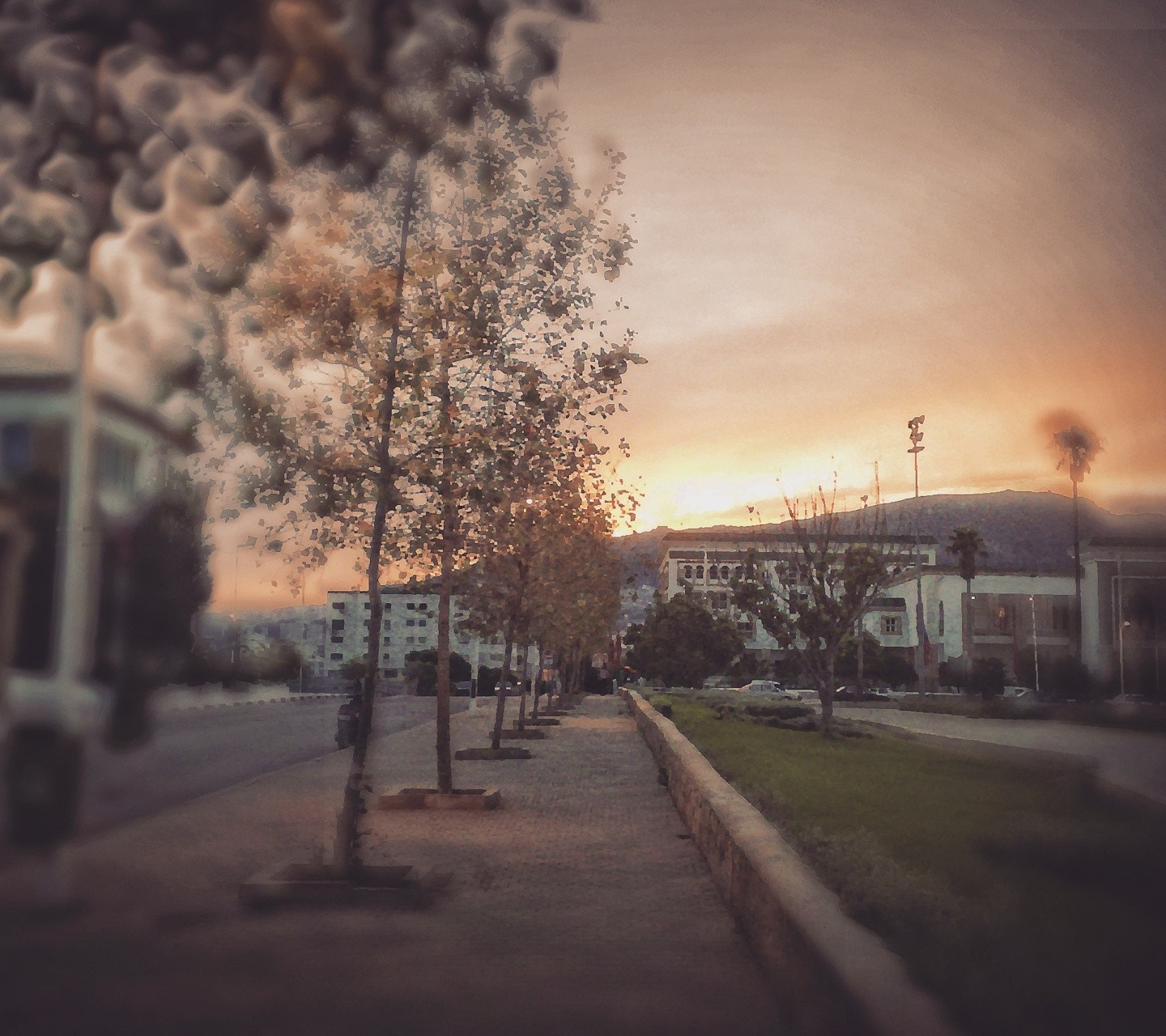 Trees lining a sidewalk at sunset with buildings and mountains in the background HD Wallpaper