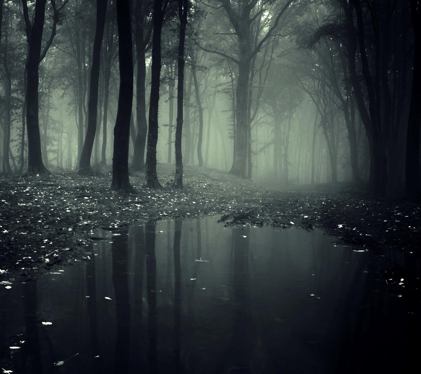 Misty forest with a dark pool and fallen leaves HD Wallpaper