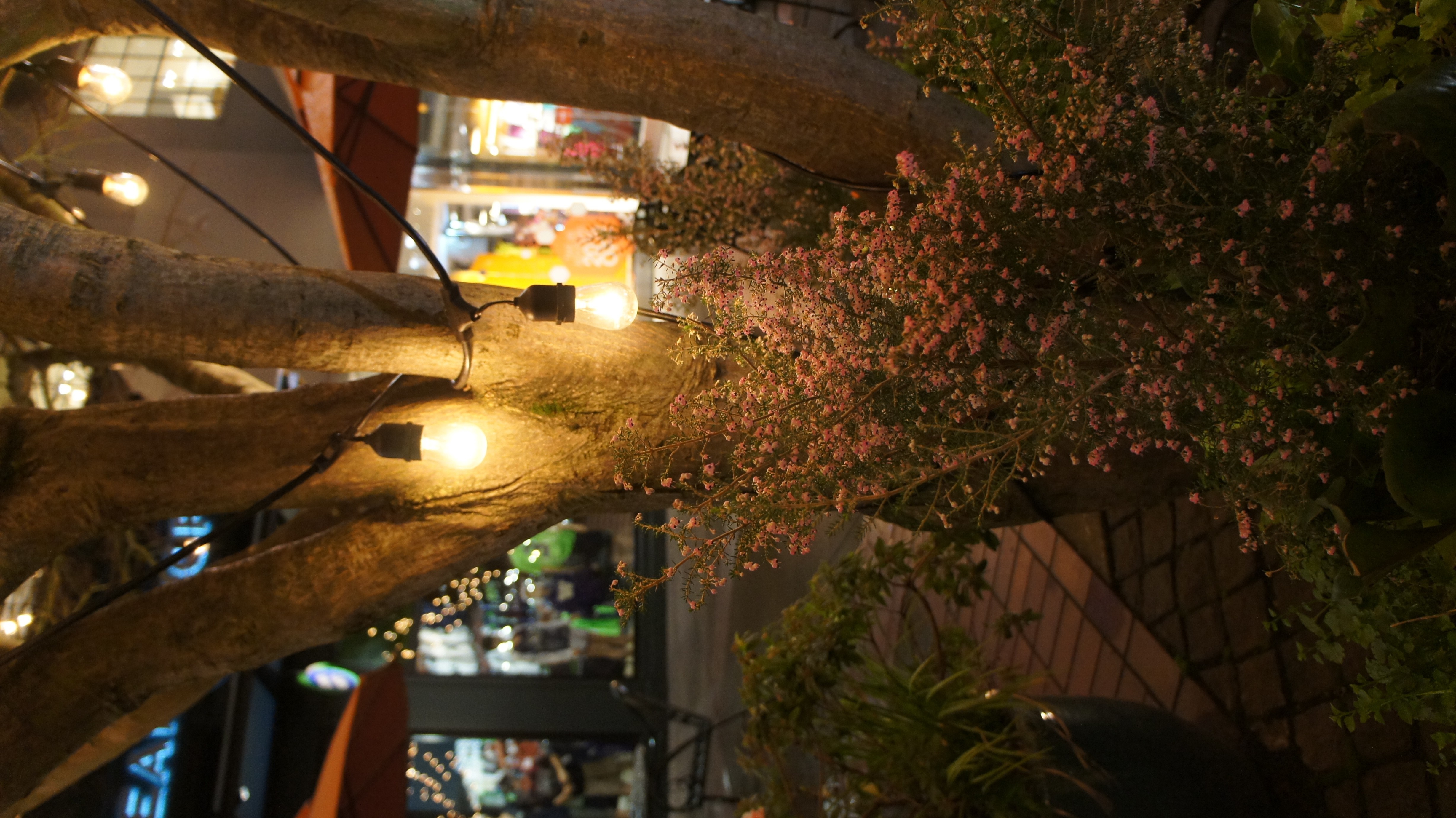 Outdoor restaurant lighting with trees and flowers at night HD Wallpaper