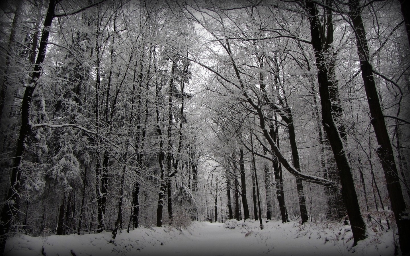 Snowy forest path with bare trees HD Wallpaper