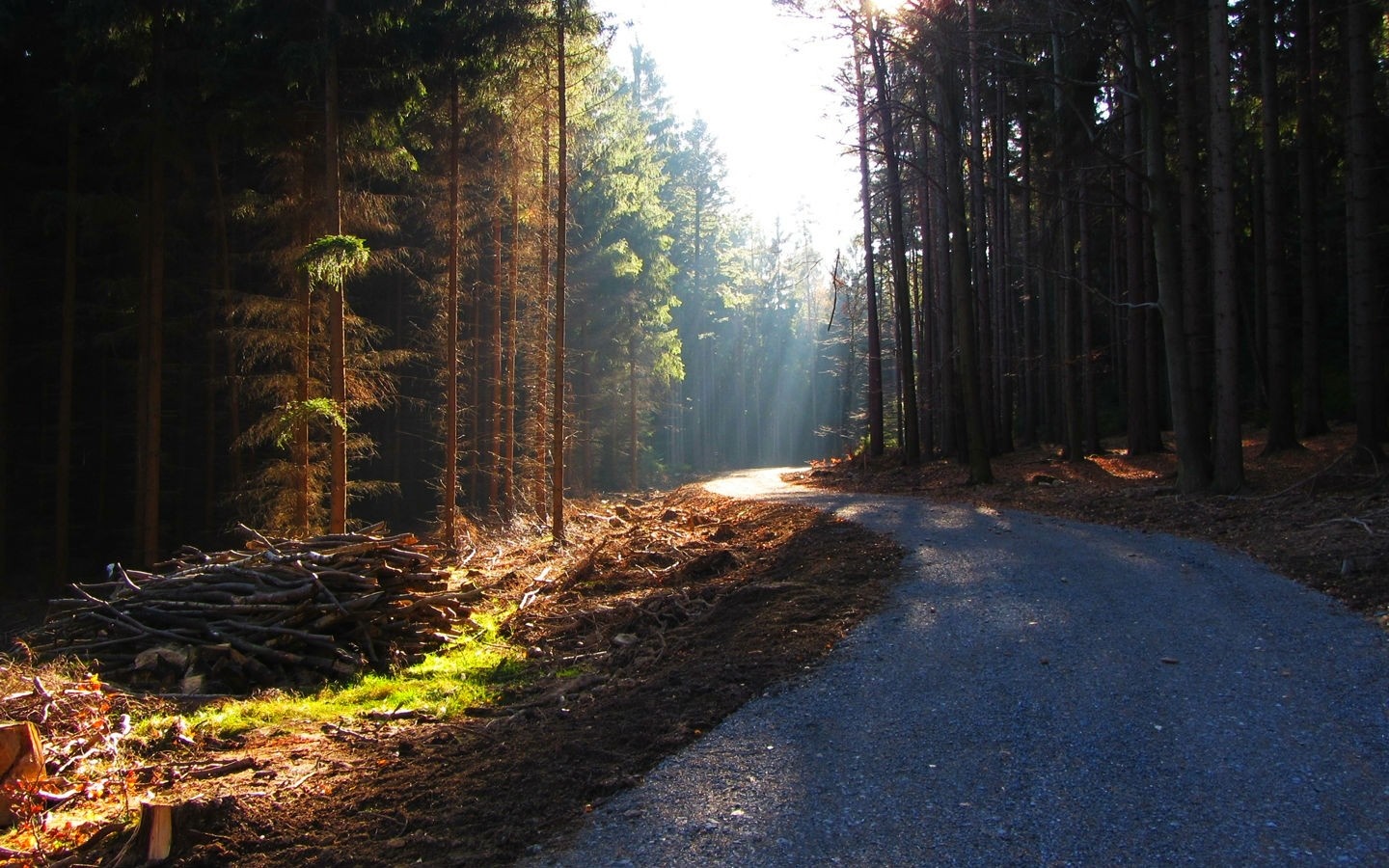 Sunlight filtering through trees onto a forest road HD Wallpaper