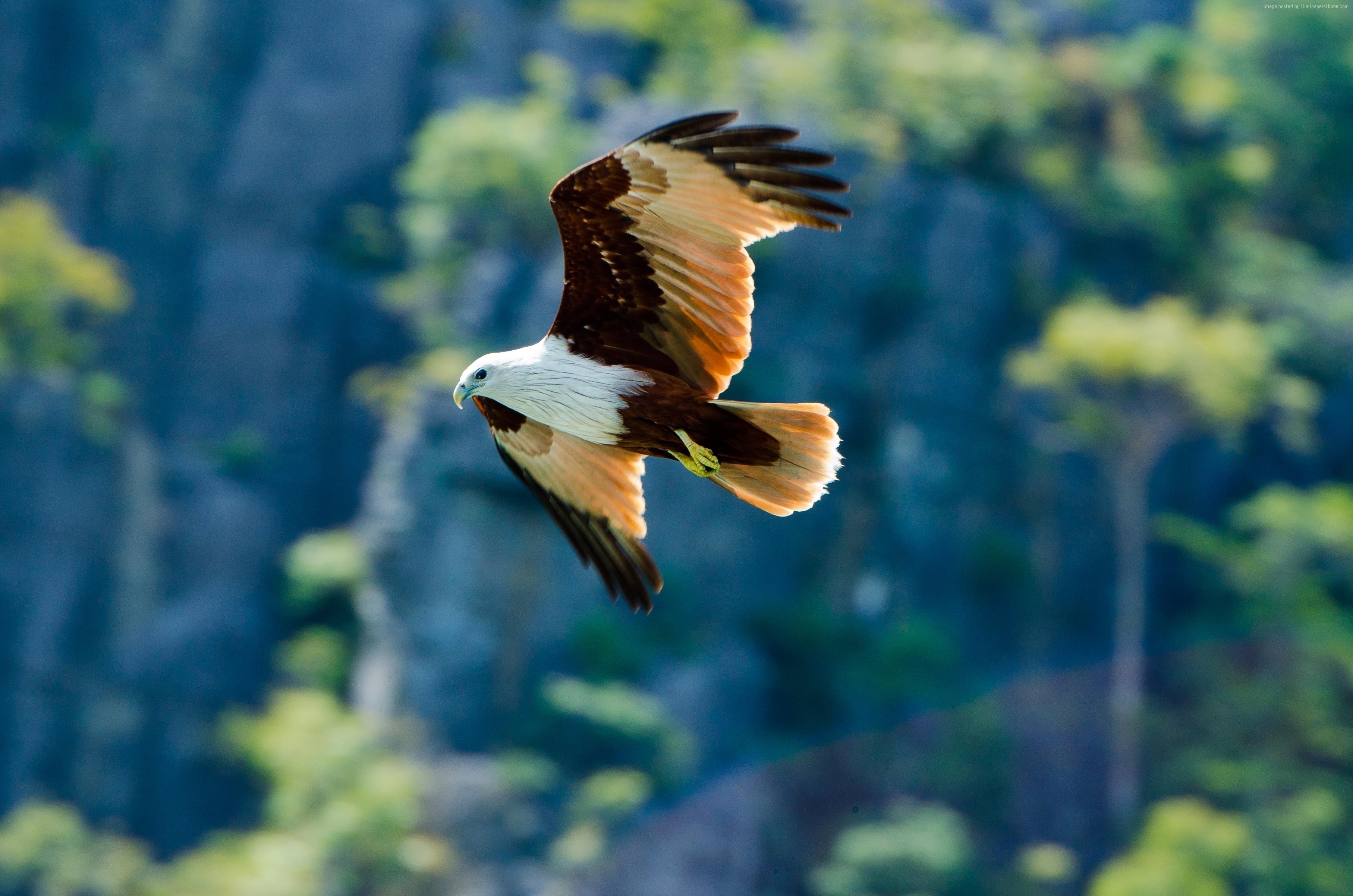 Brahminy kite in flight over rocky cliffs HD Wallpaper