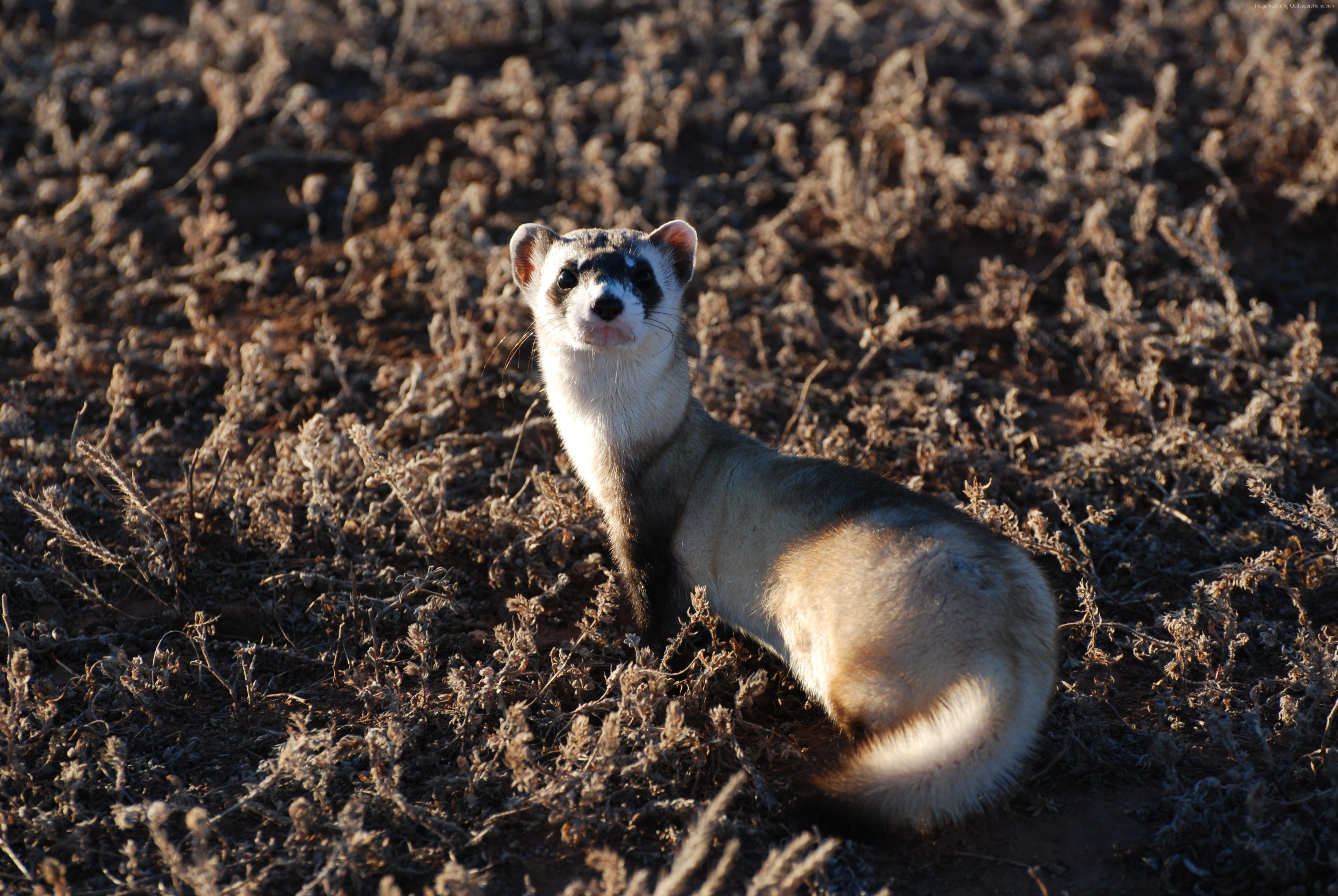 Ferret standing in dry grass during a sunny day HD Wallpaper