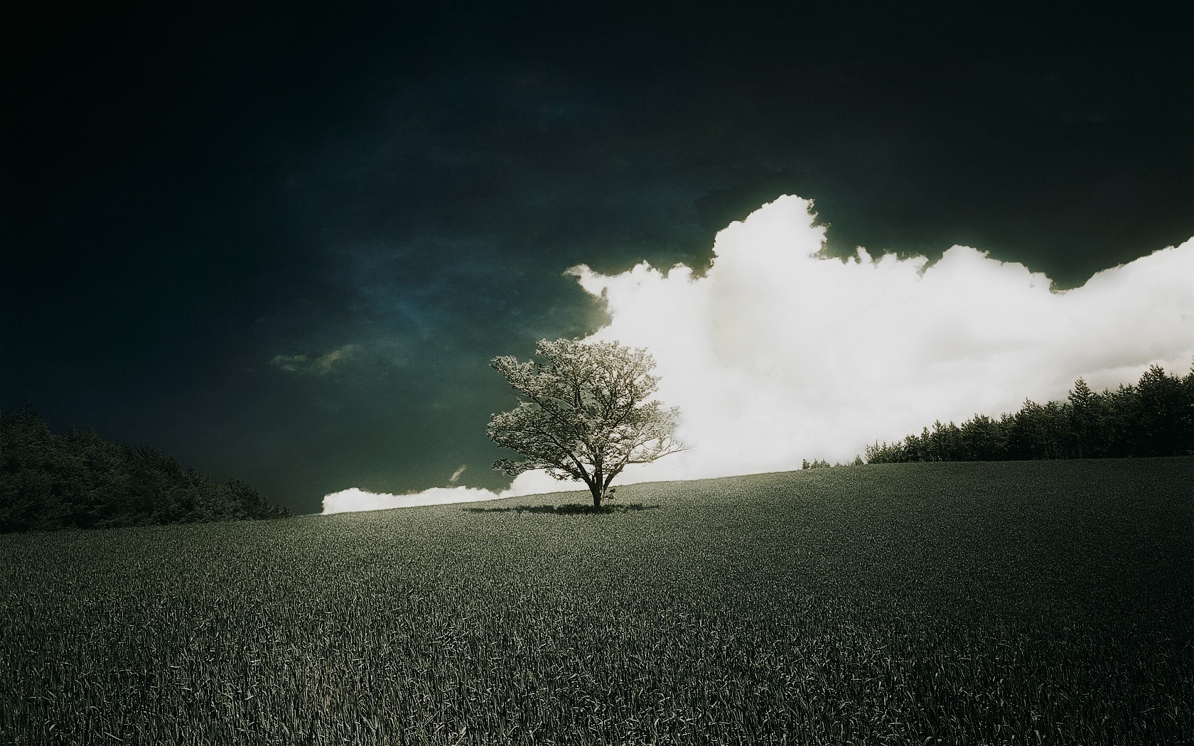 Lone tree in a field under stormy clouds HD Wallpaper