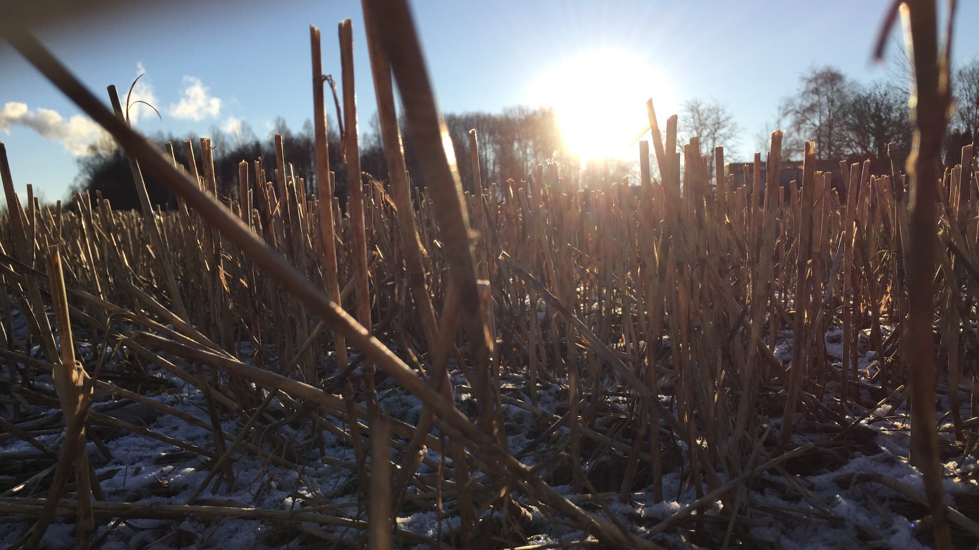 Sunlight over a field of dry grass with snow HD Wallpaper