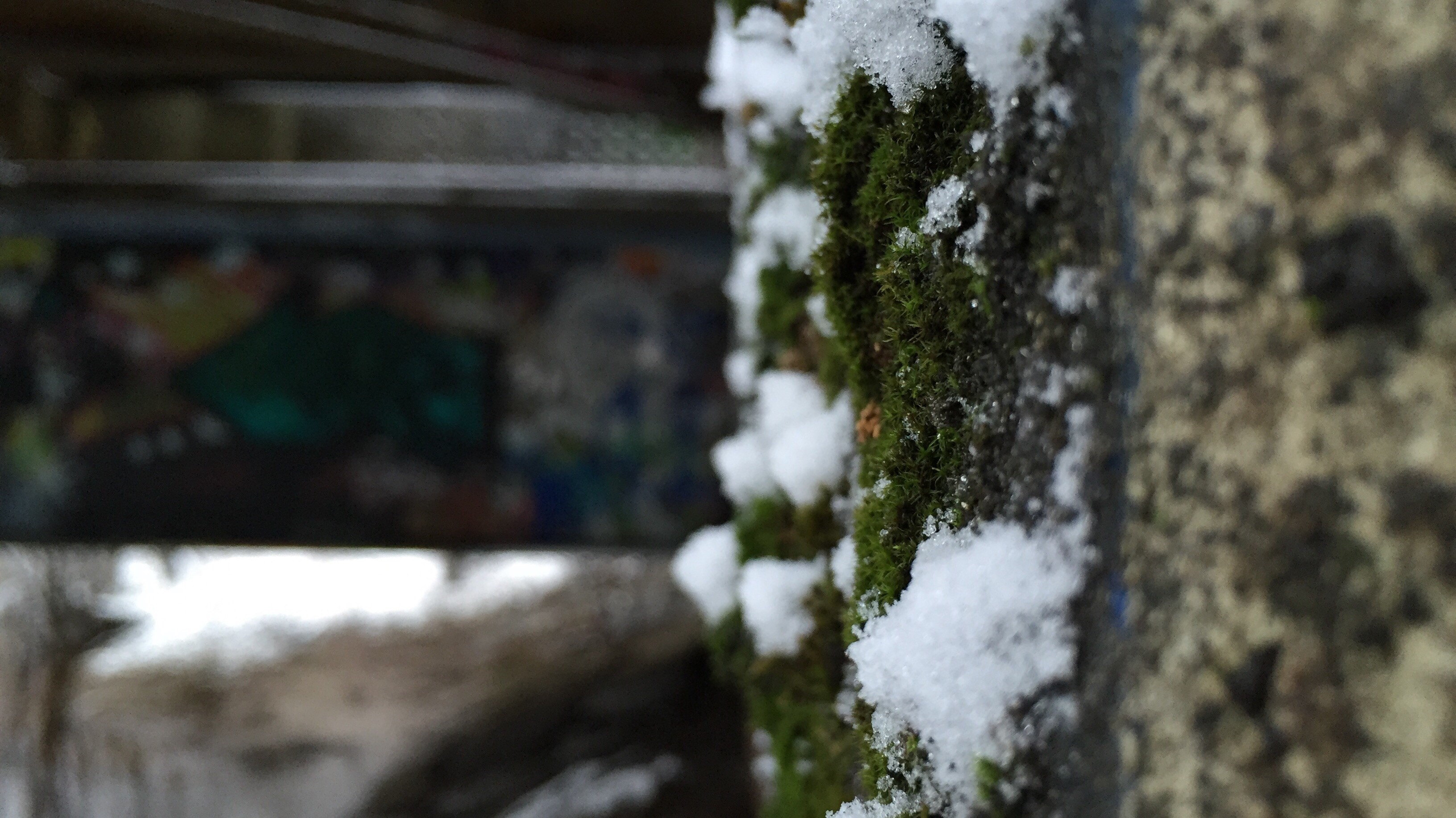 Moss and snow on a textured surface HD Wallpaper