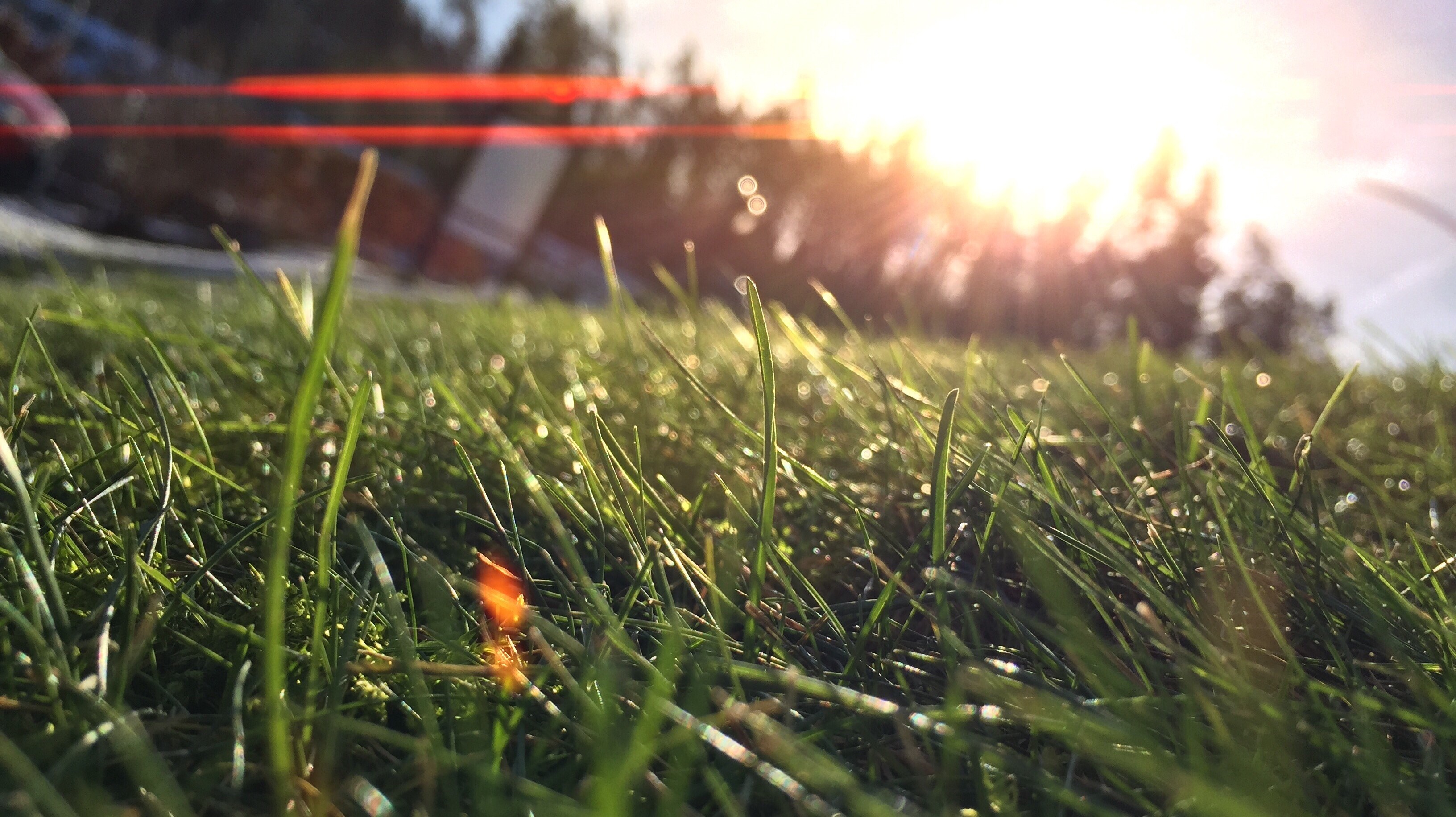Close-up of grass with sunlight and lens flare HD Wallpaper