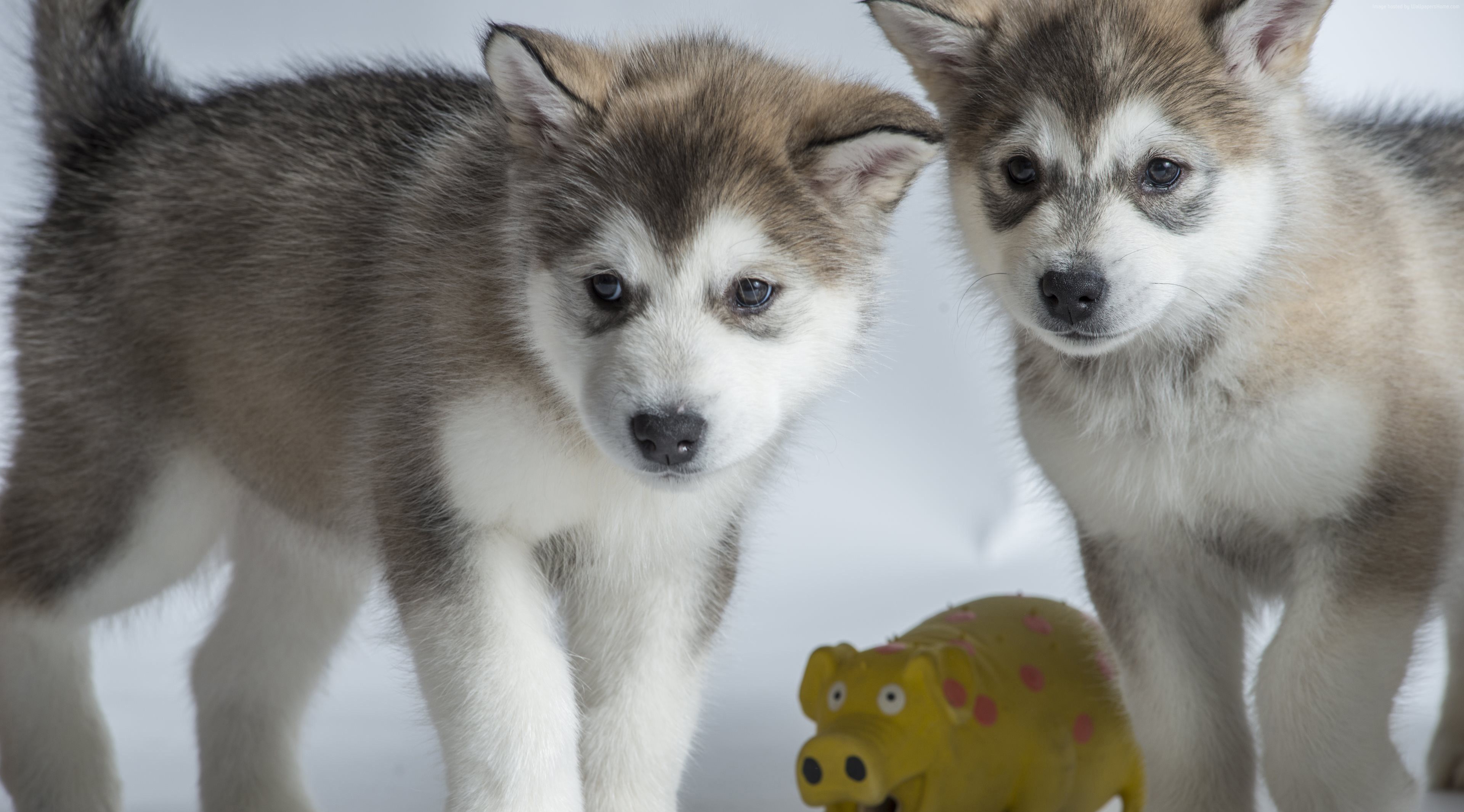 Two Alaskan Malamute puppies with a yellow pig toy HD Wallpaper