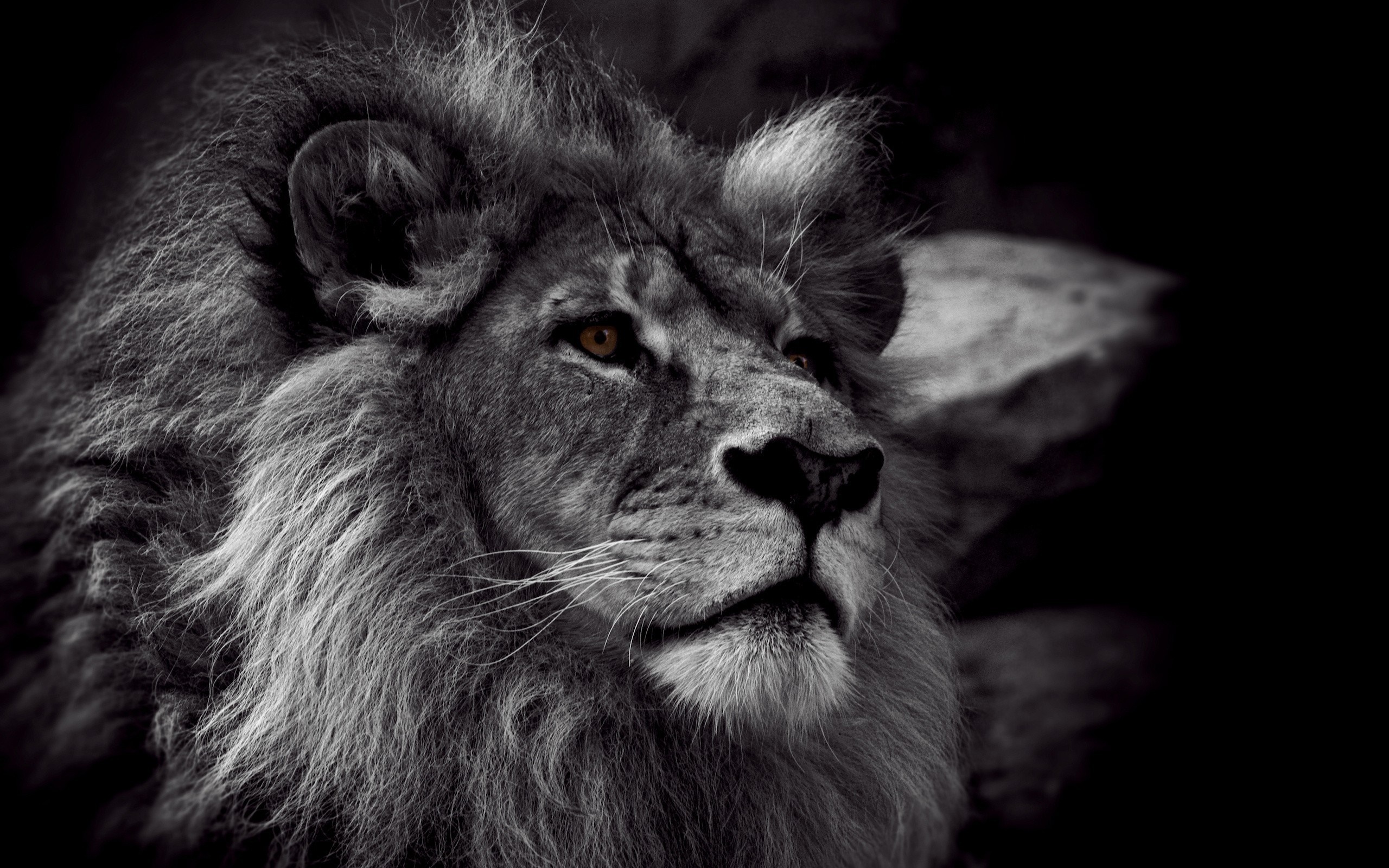 Close up of a lion's face with a dark background HD Wallpaper