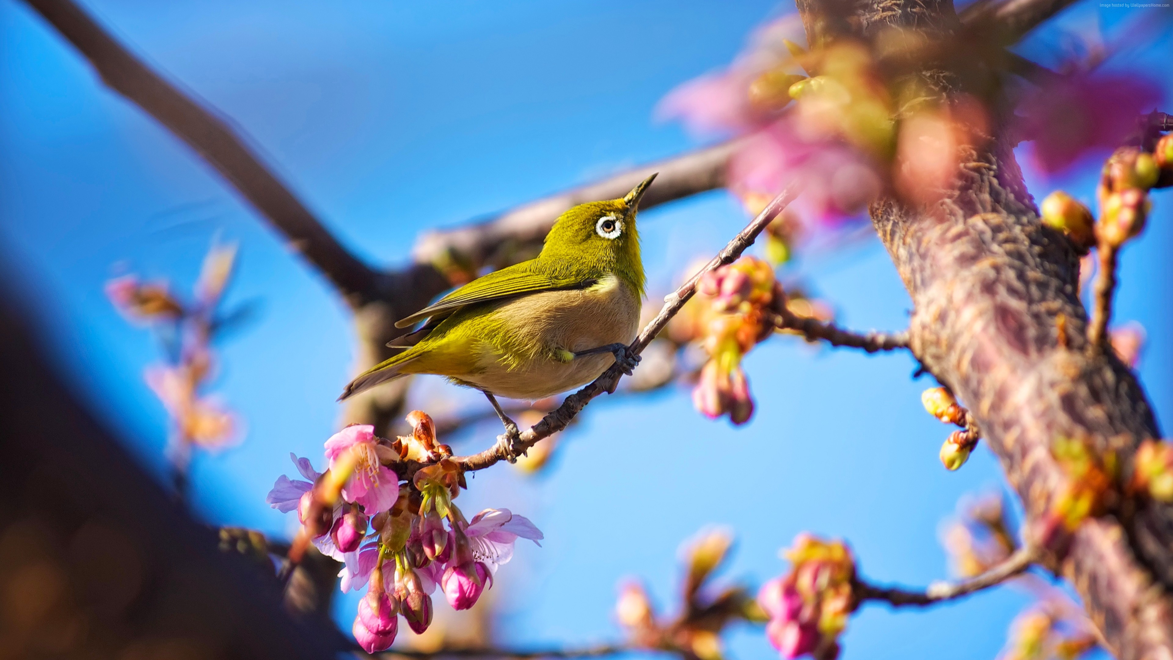 Japanese White-eye bird on a cherry blossom branch HD Wallpaper