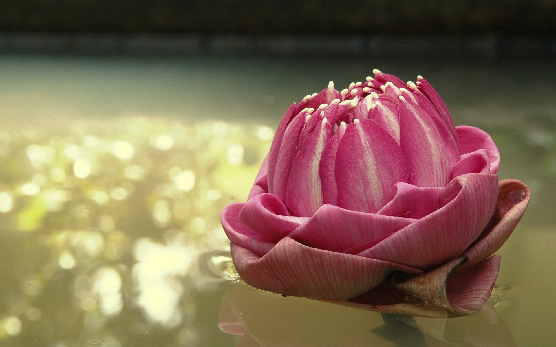 Pink lotus bud floating on water HD Wallpaper