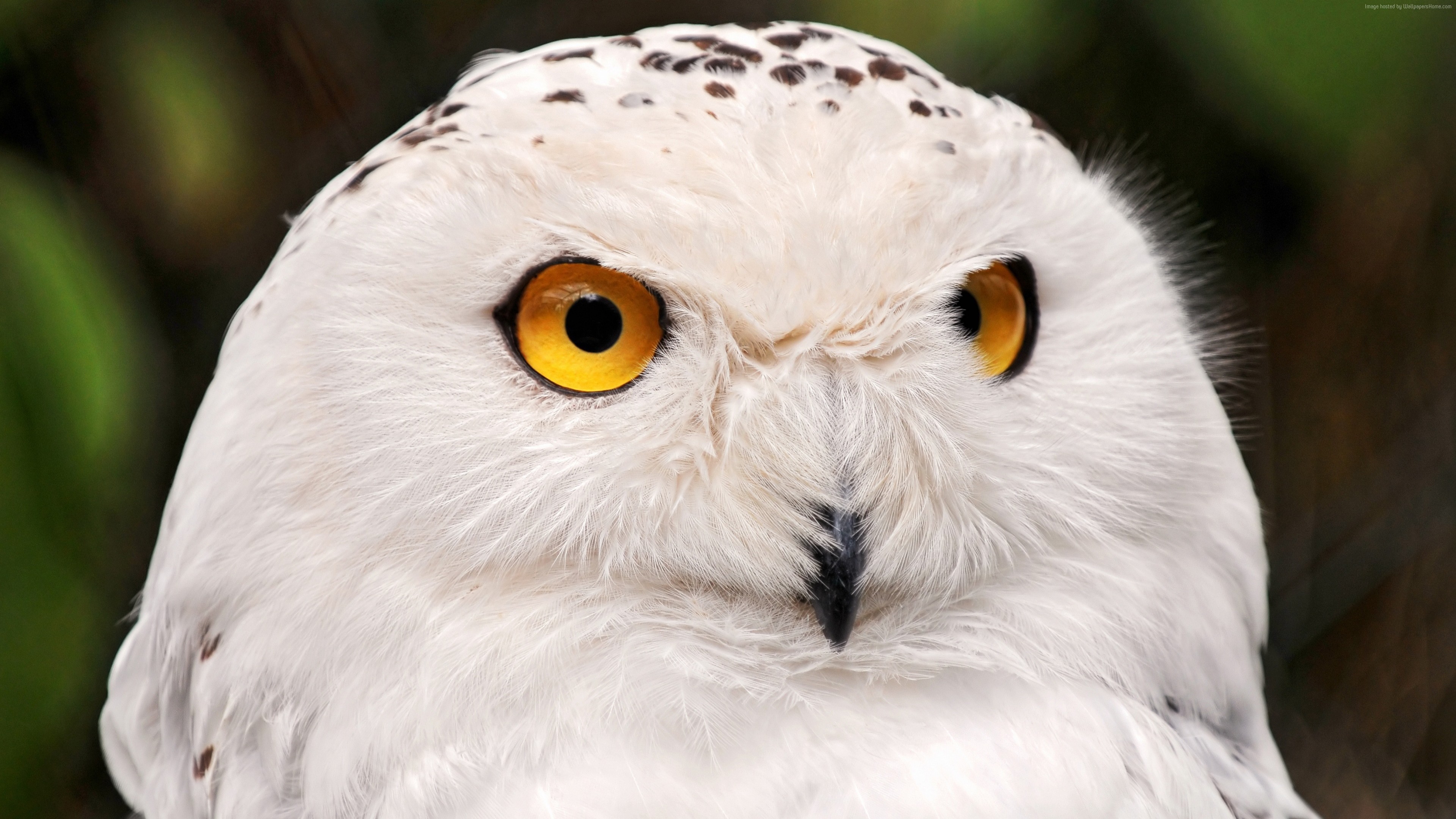 Close-up portrait of a snowy owl with yellow eyes HD Wallpaper