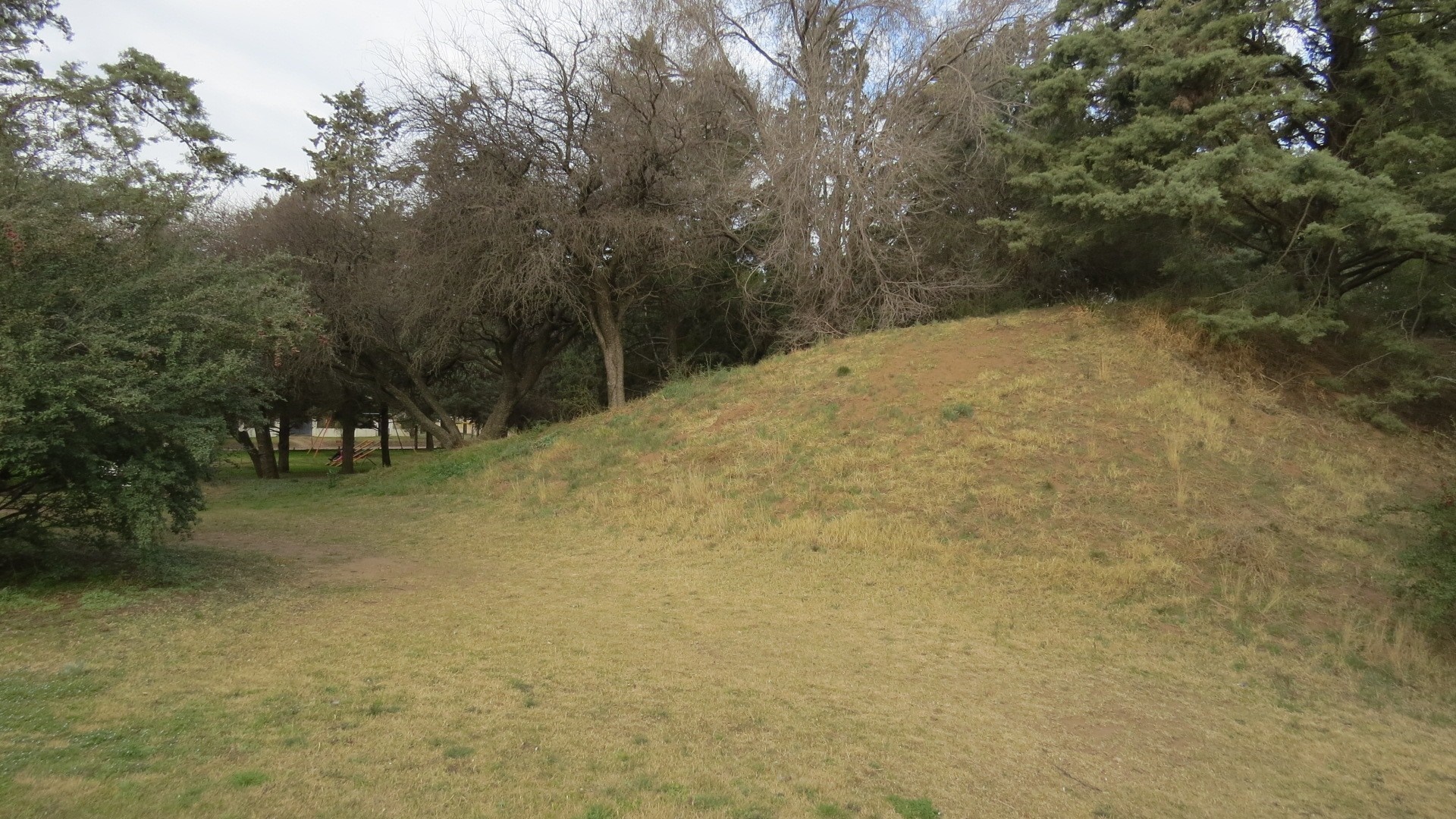 Grassy hill with trees and overcast sky HD Wallpaper