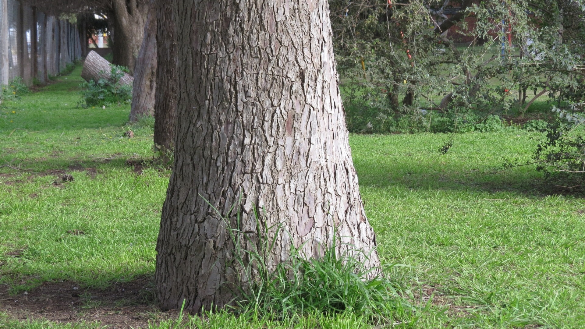 Tree trunk in a grassy park with trees in the background HD Wallpaper