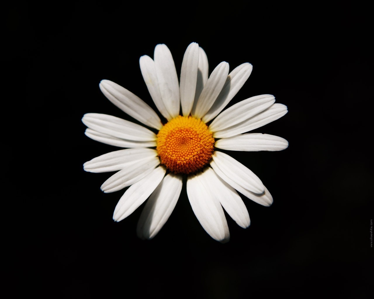 Close-up of a white daisy with a yellow center on a black background HD Wallpaper