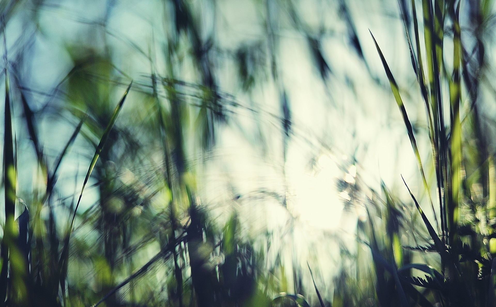 Sunlight filtering through blades of grass HD Wallpaper