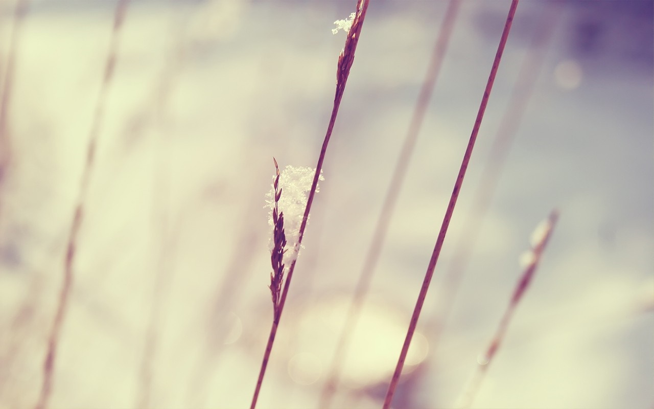 Close-up of grass with snow in soft sunlight HD Wallpaper