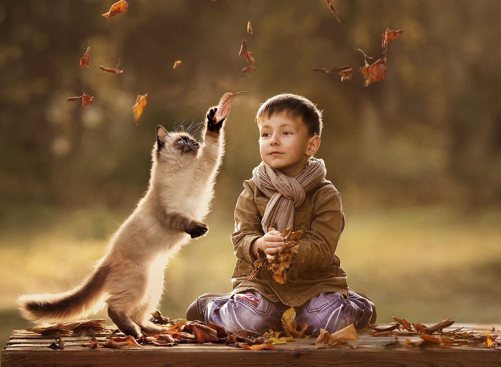 Boy and cat playing with autumn leaves HD Wallpaper