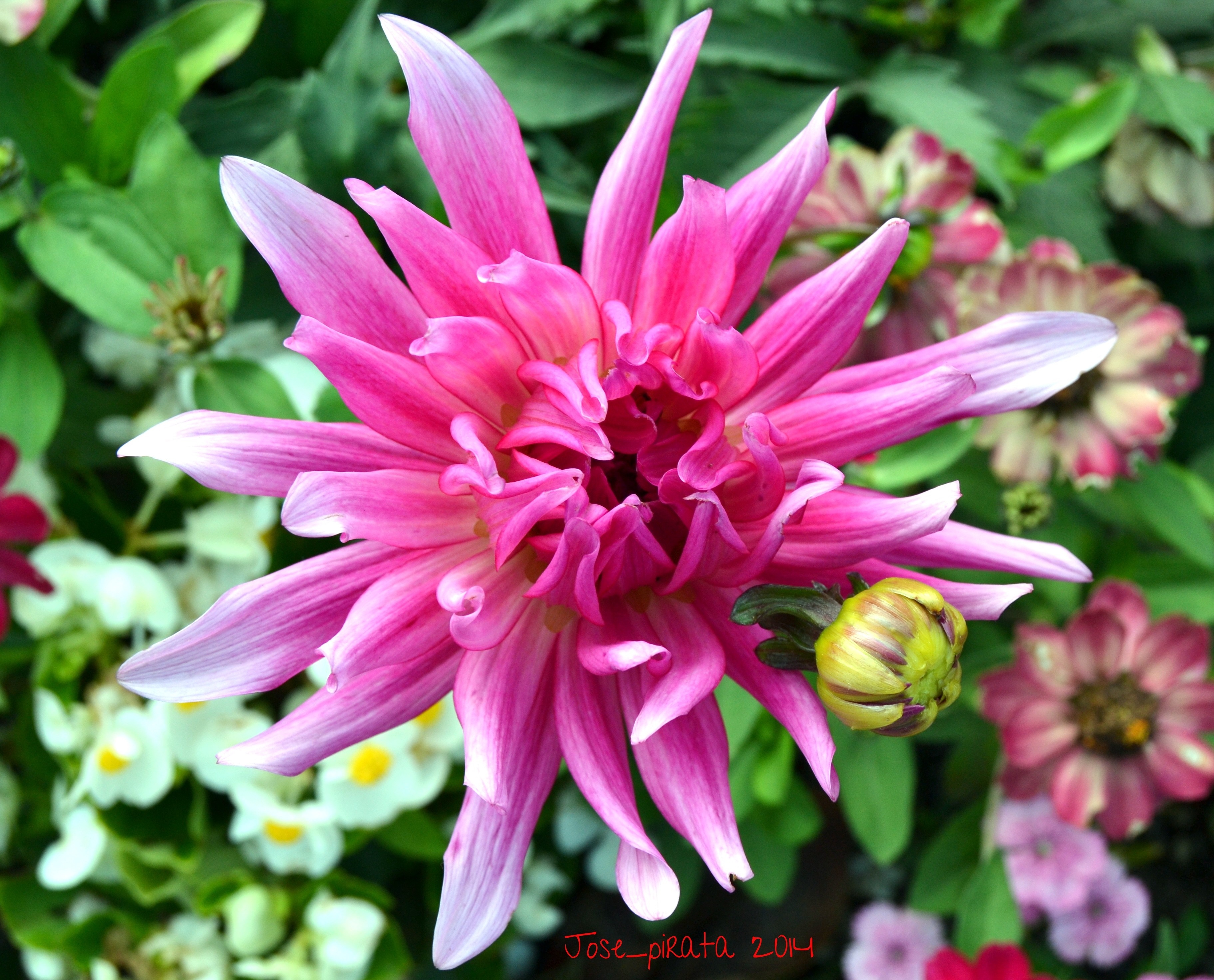 Pink Dahlia flower with bud and other flowers HD Wallpaper