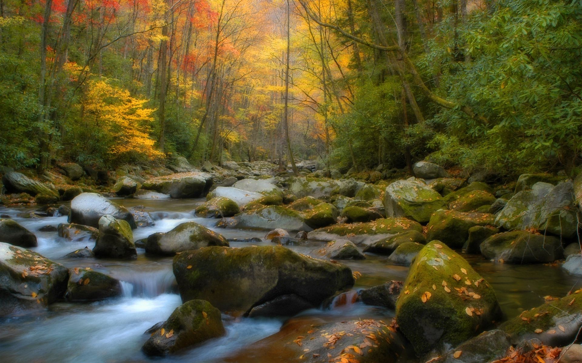 Autumn forest river with colorful foliage and mossy rocks HD Wallpaper