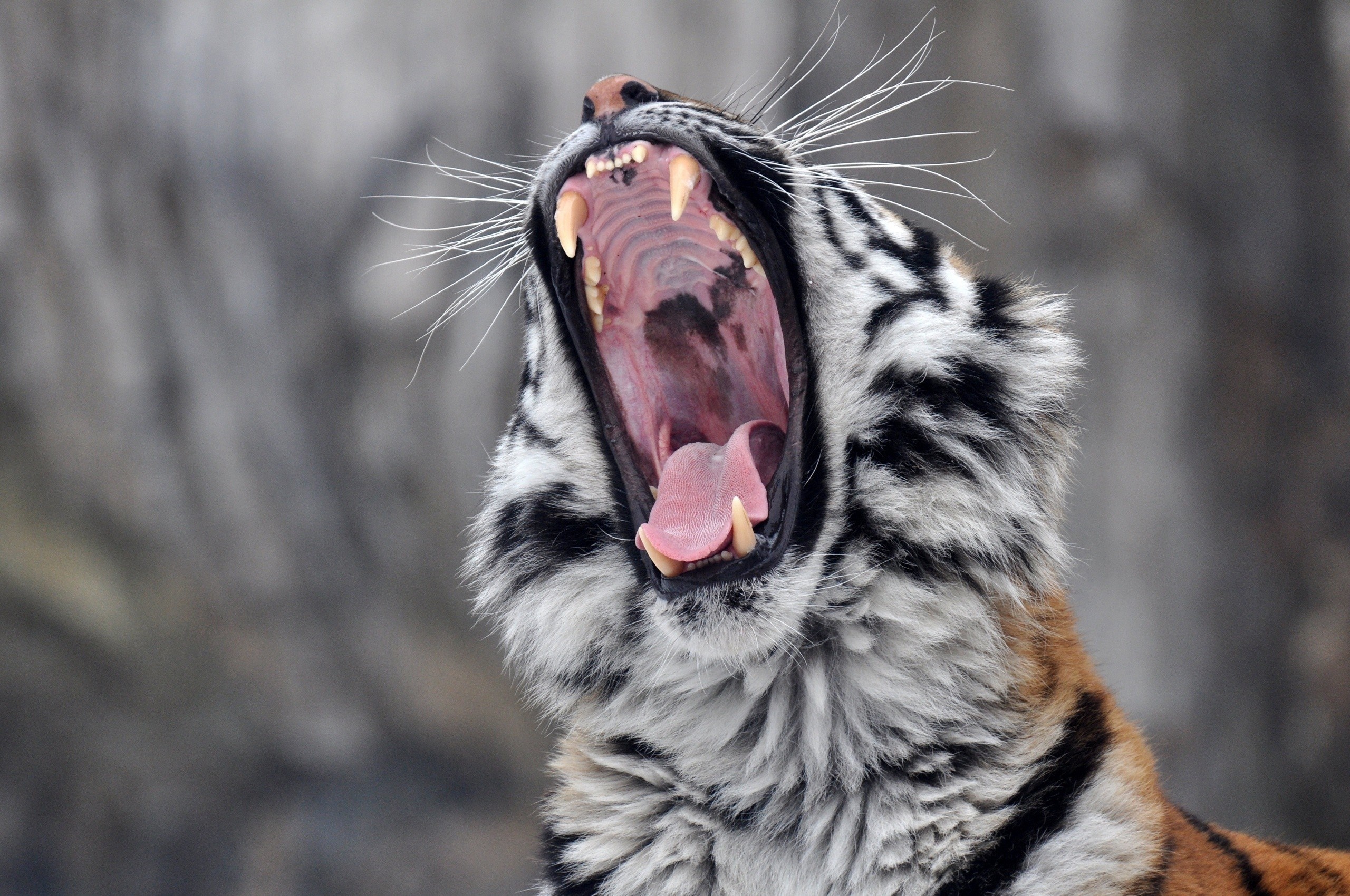 Tiger yawning with mouth wide open HD Wallpaper