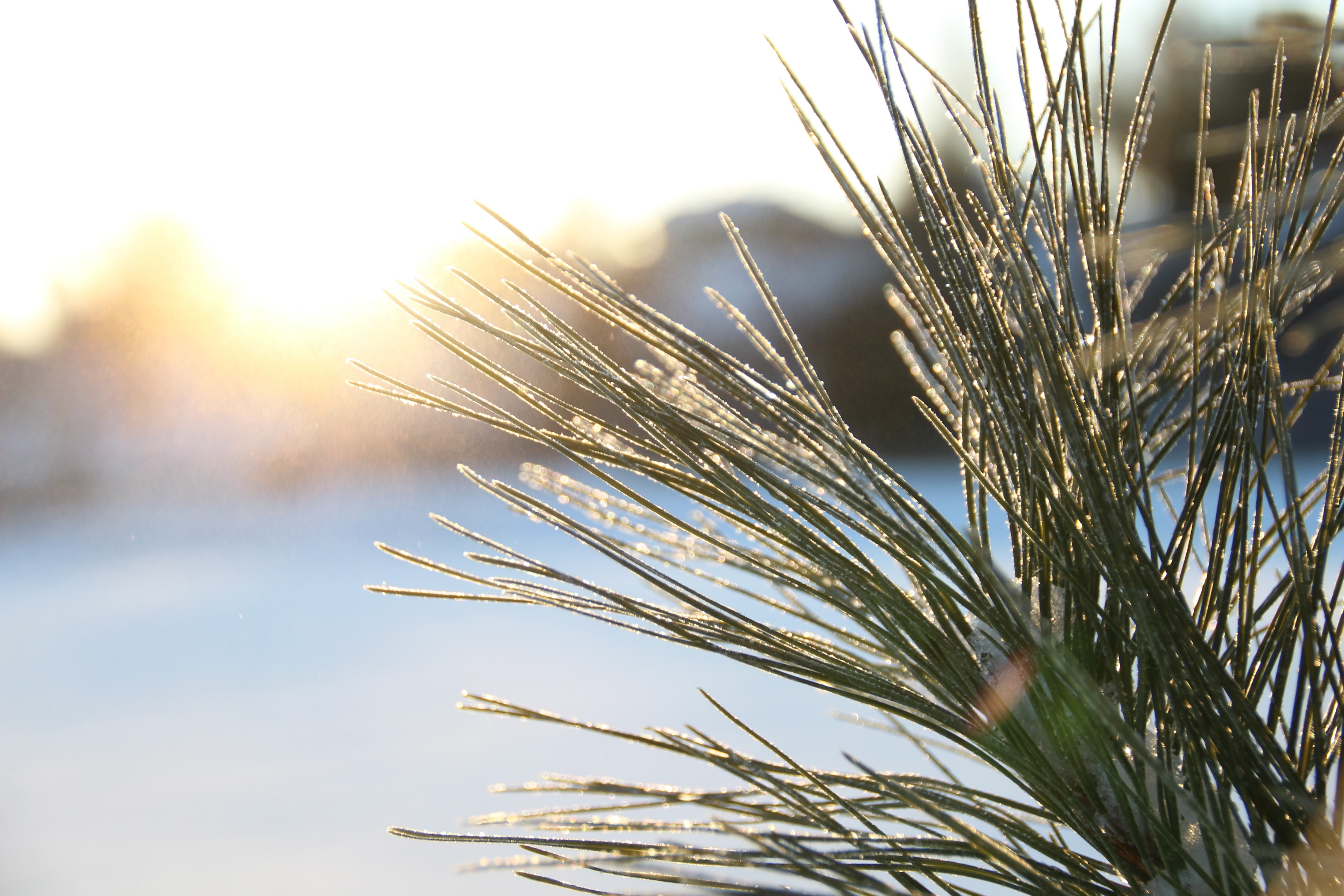Pine needles covered in frost with sunlight HD Wallpaper