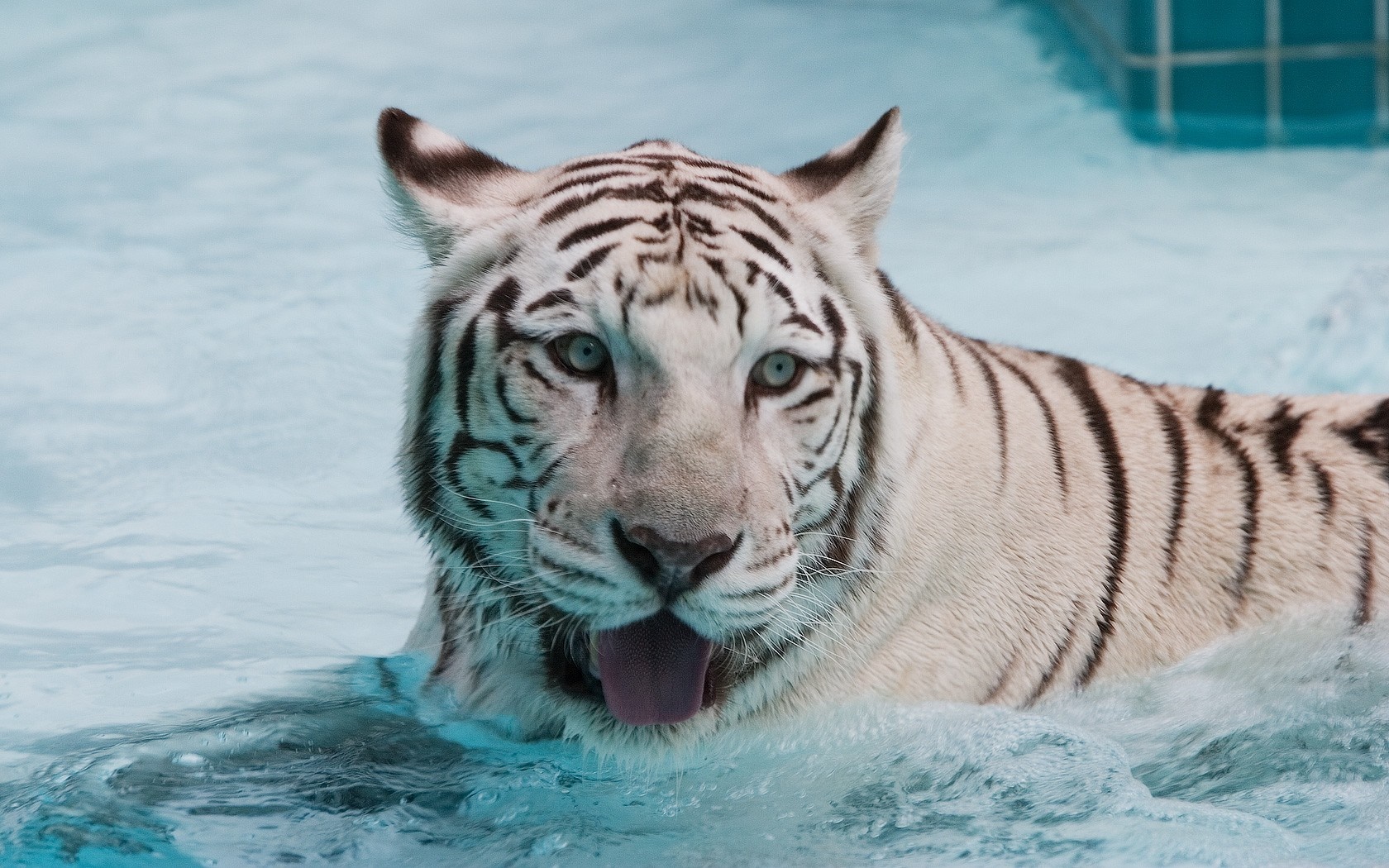 White tiger swimming in a pool HD Wallpaper