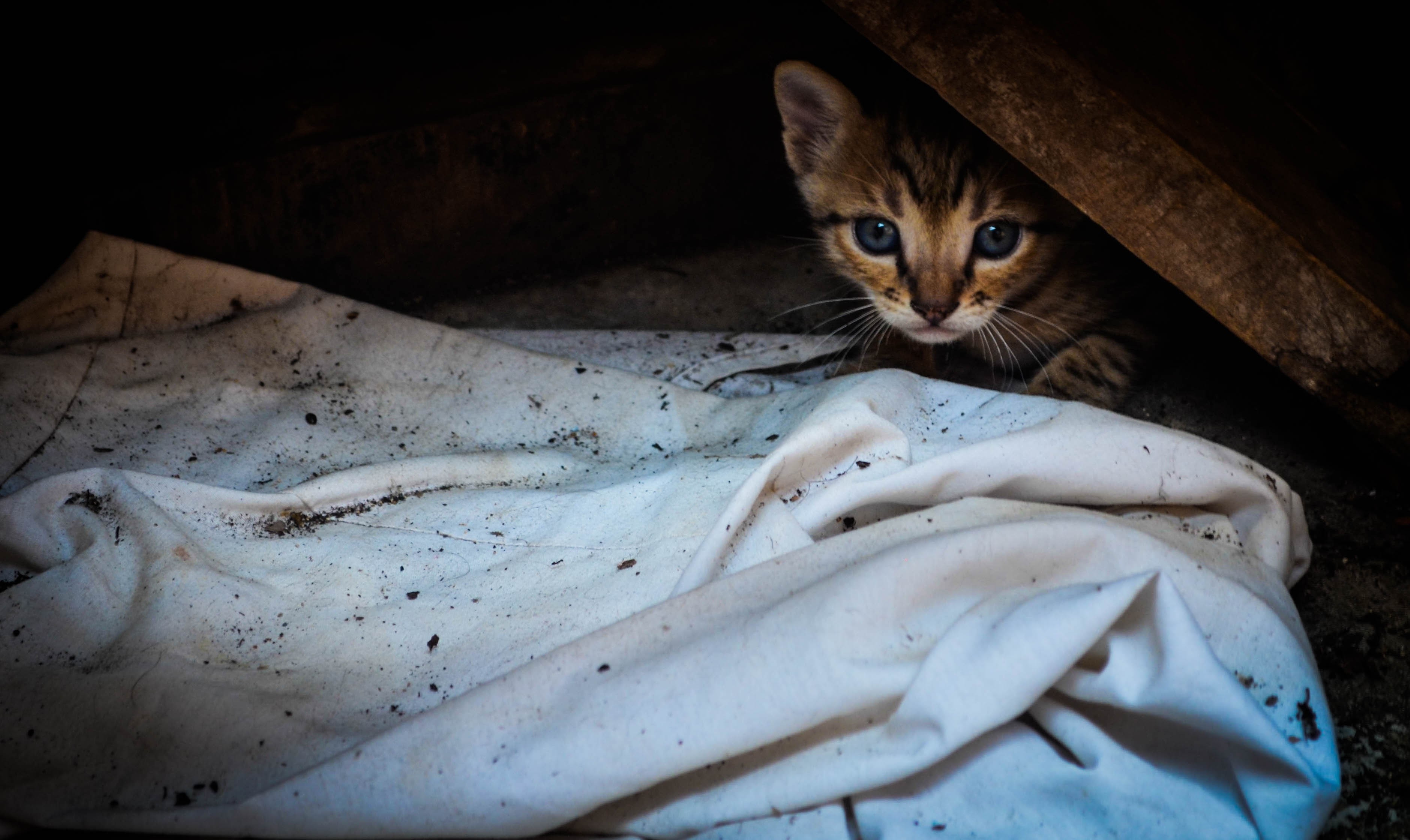 Kitten peeking from behind a wooden beam and white cloth HD Wallpaper