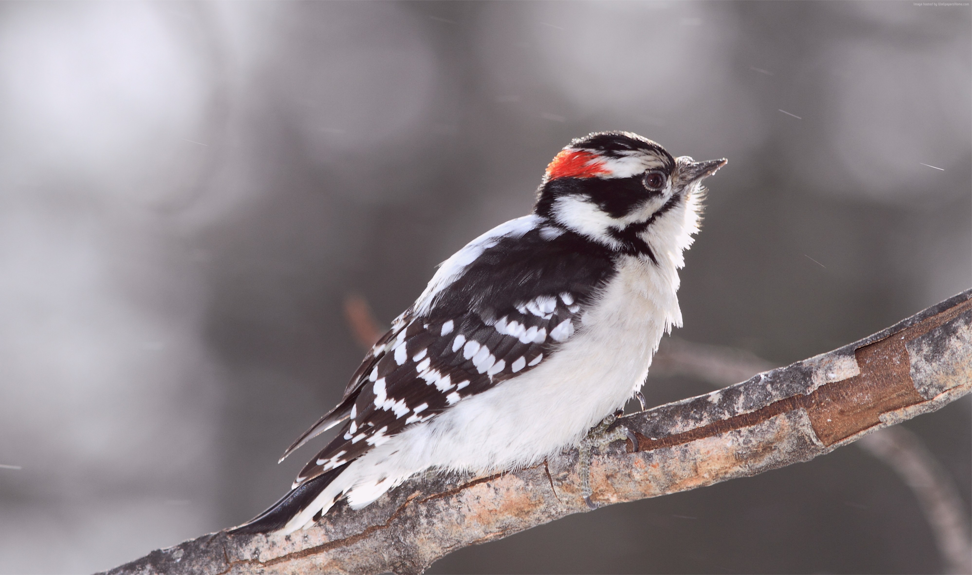 Downy woodpecker perched on a branch in winter HD Wallpaper