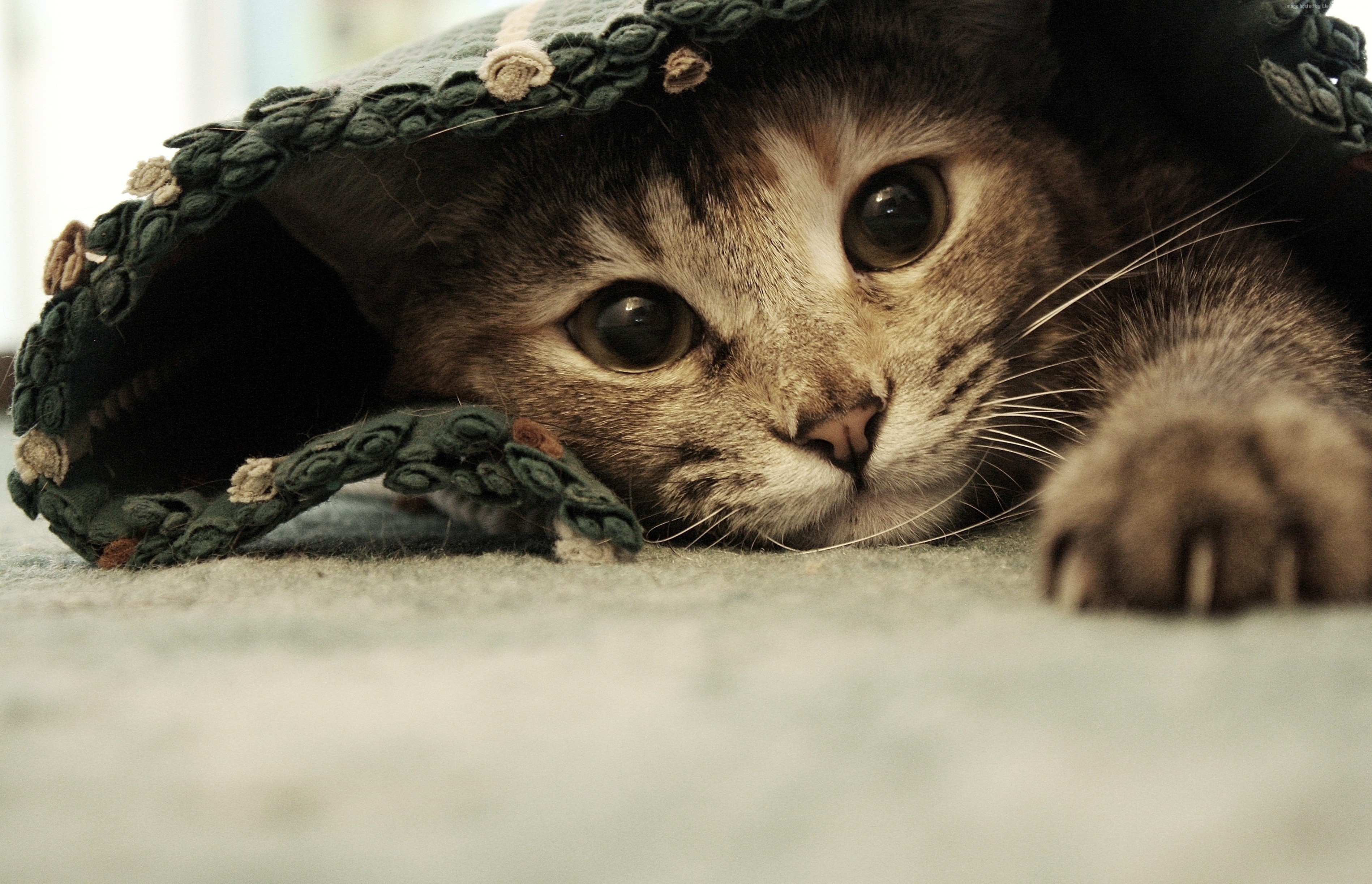 Cute kitten peeking out from under a blanket HD Wallpaper