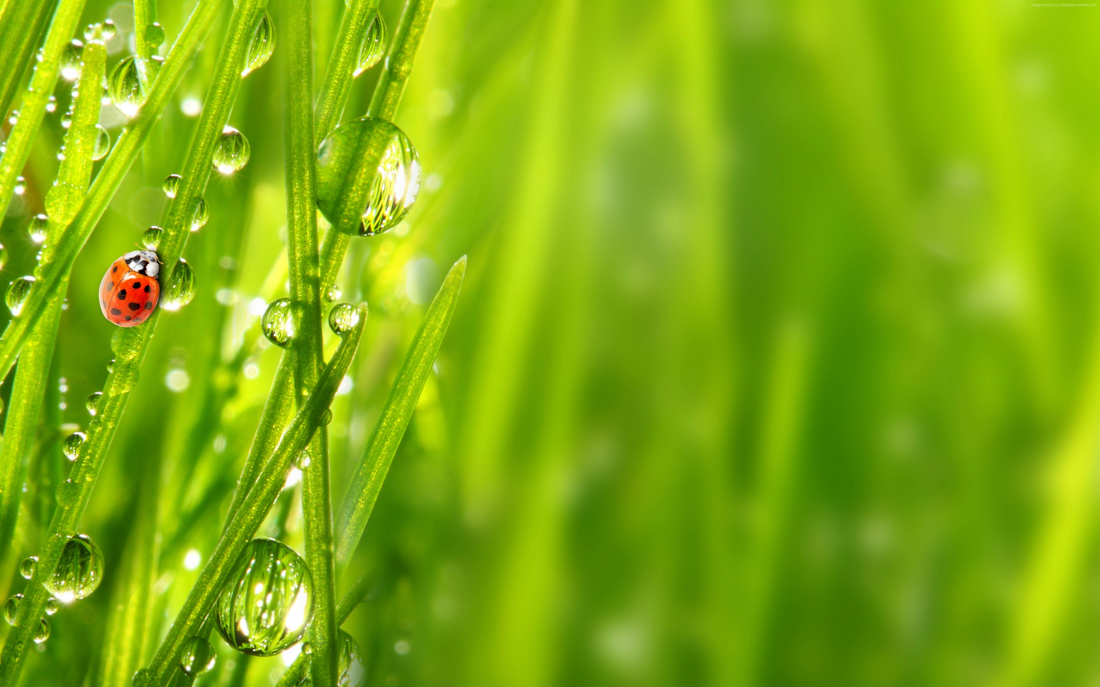 Ladybug on wet green grass with dew drops HD Wallpaper