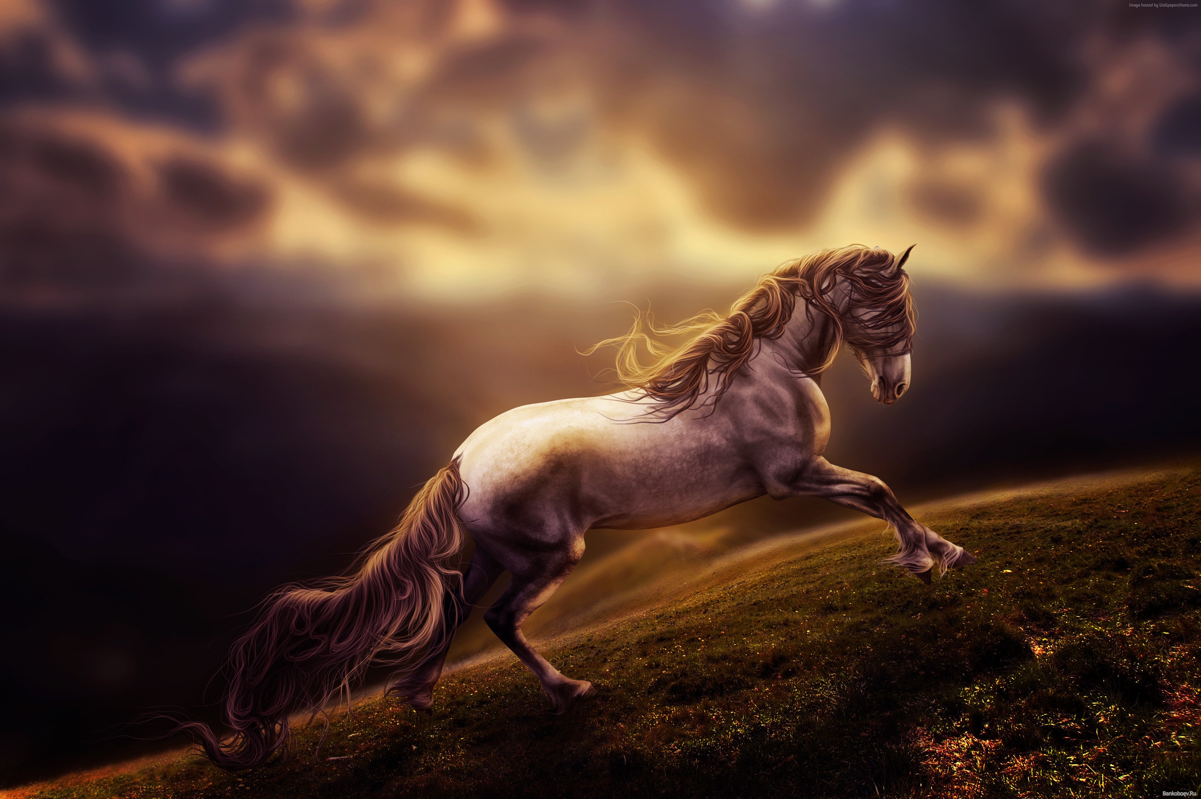 Gray horse running on a grassy hill under cloudy sky HD Wallpaper