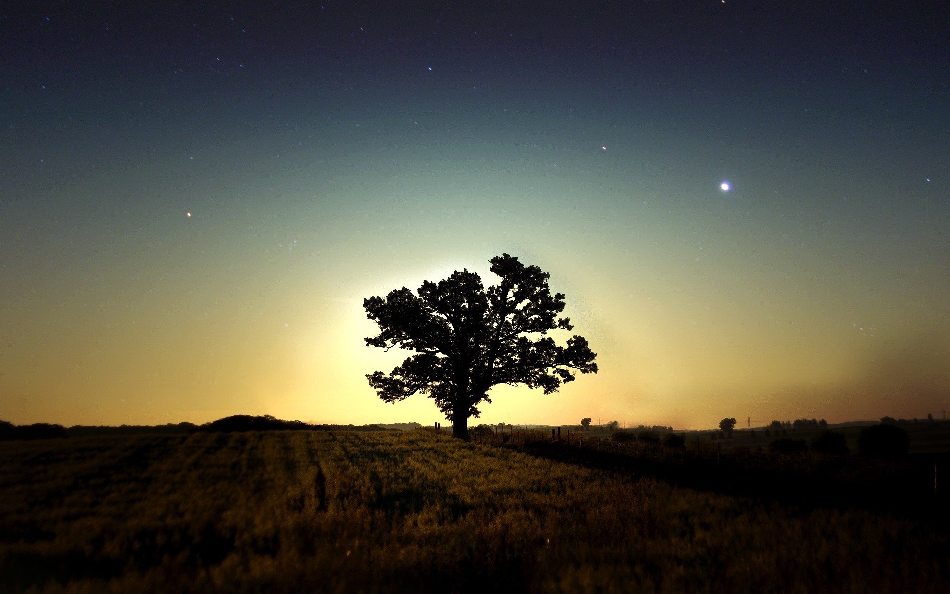 Silhouette of a lone tree against a twilight sky with stars HD Wallpaper