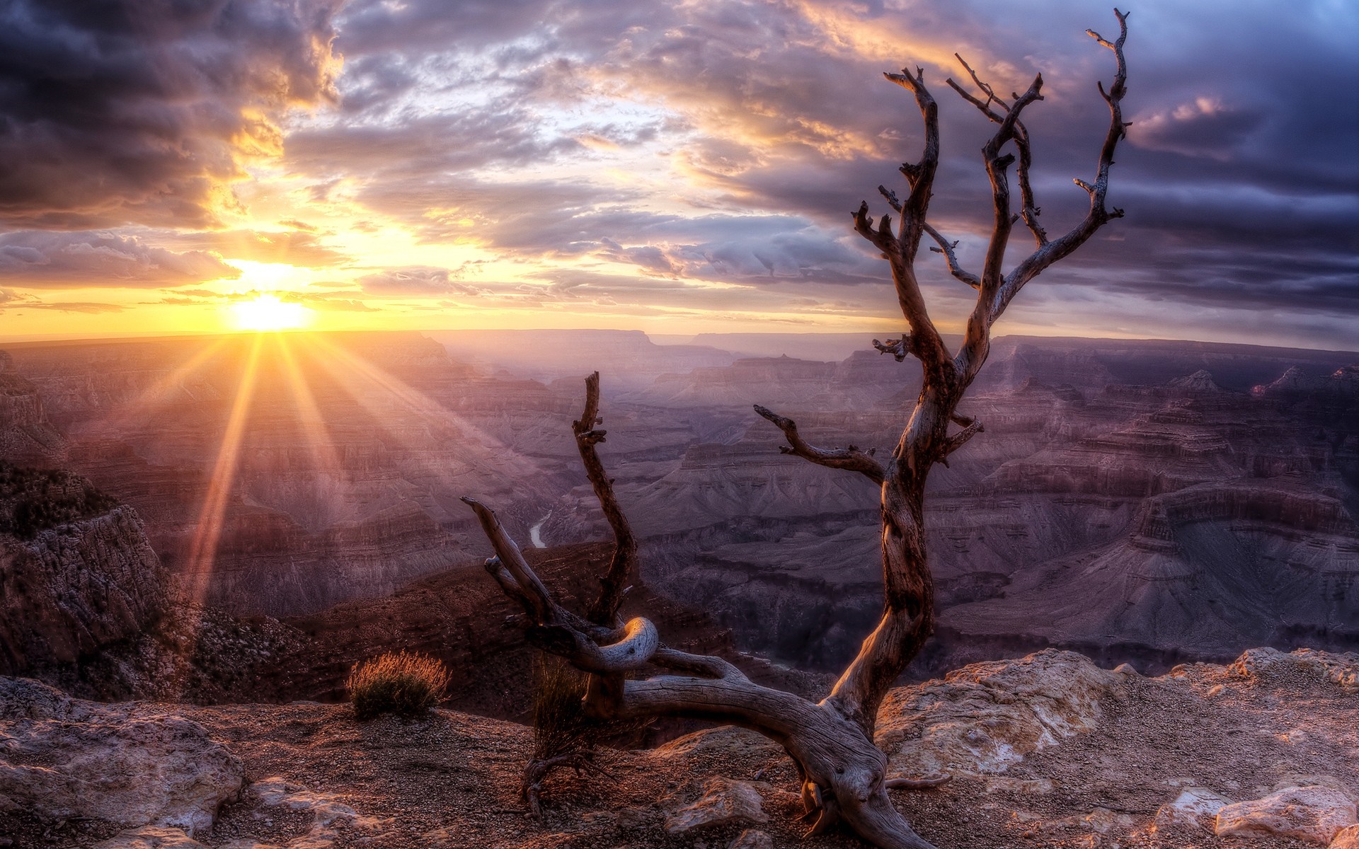 Grand Canyon at sunset with dead tree HD Wallpaper
