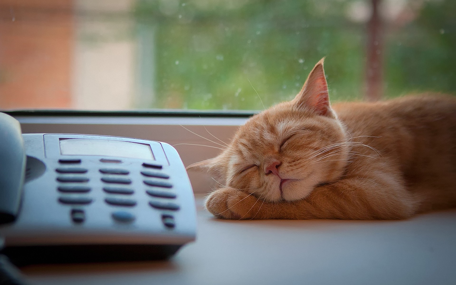 Orange cat sleeping next to a telephone HD Wallpaper