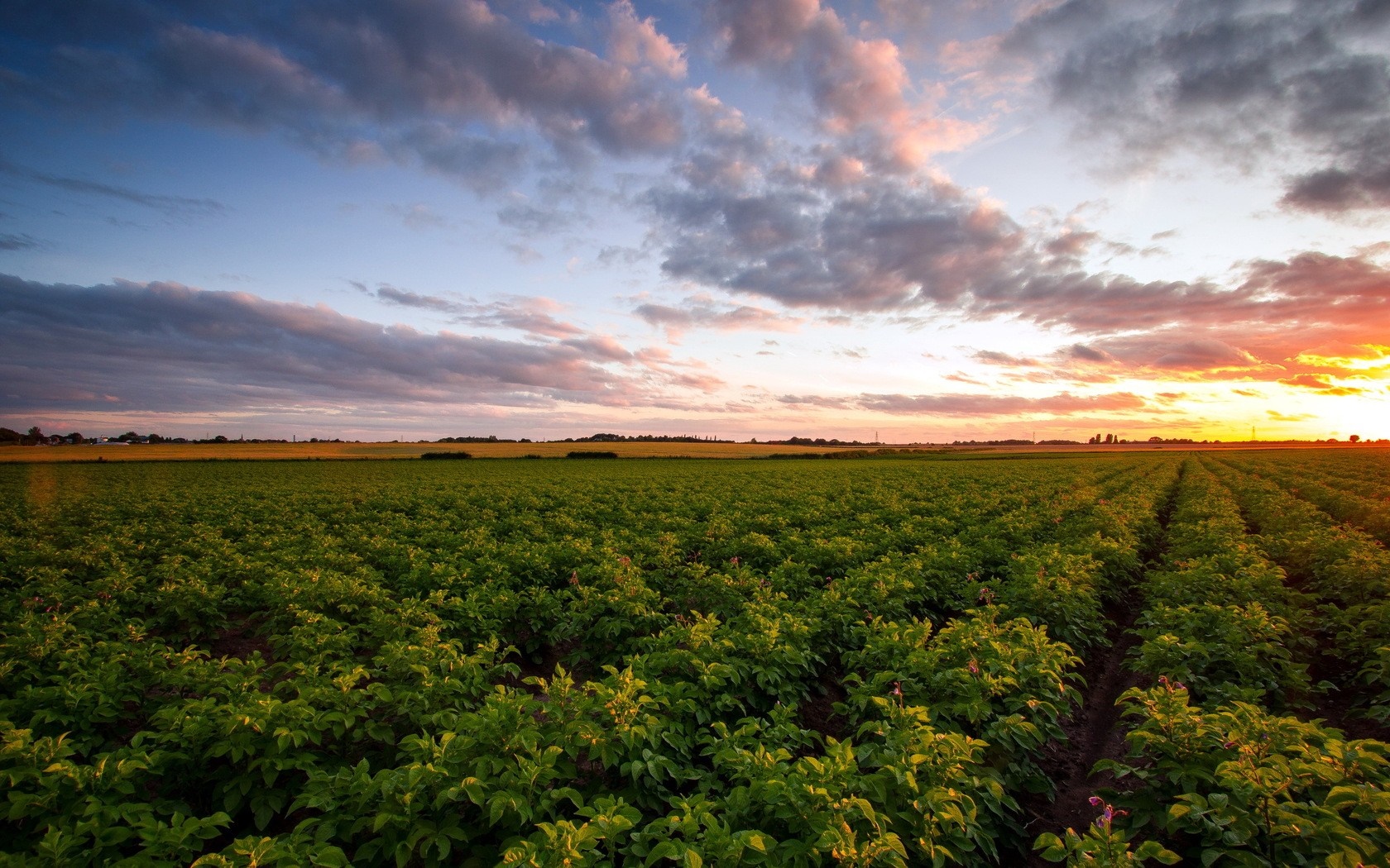 Field of crops at sunset with colorful clouds HD Wallpaper