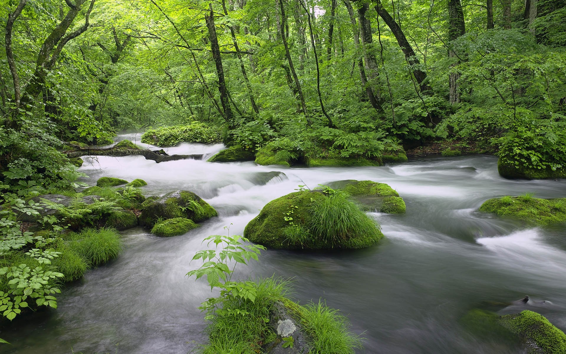 Lush Green Forest Stream in Japan HD Wallpaper