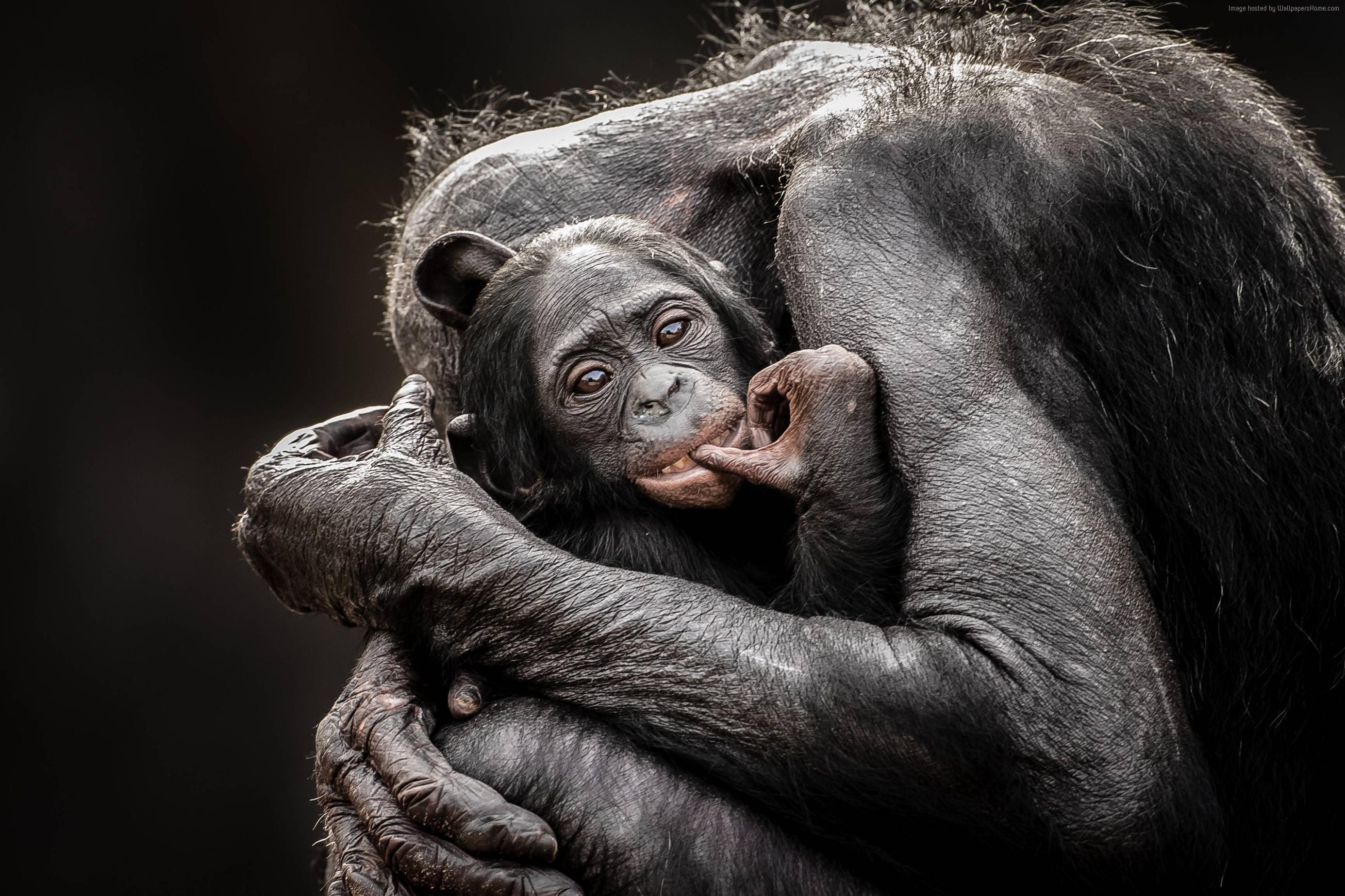 Baby Bonobo Monkey Hugged by Adult HD Wallpaper