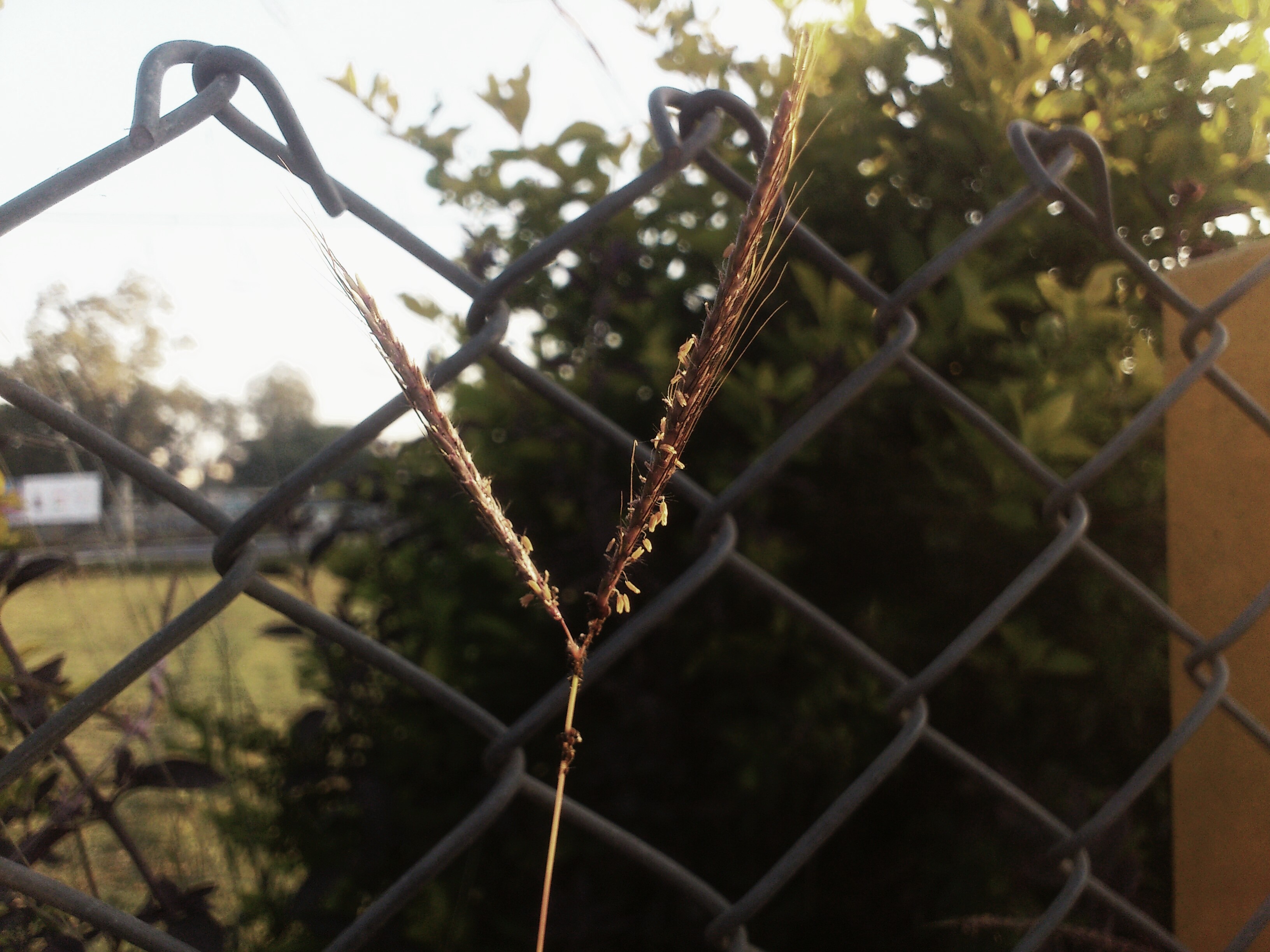 Close-up of grass seed head against a chain-link fence HD Wallpaper