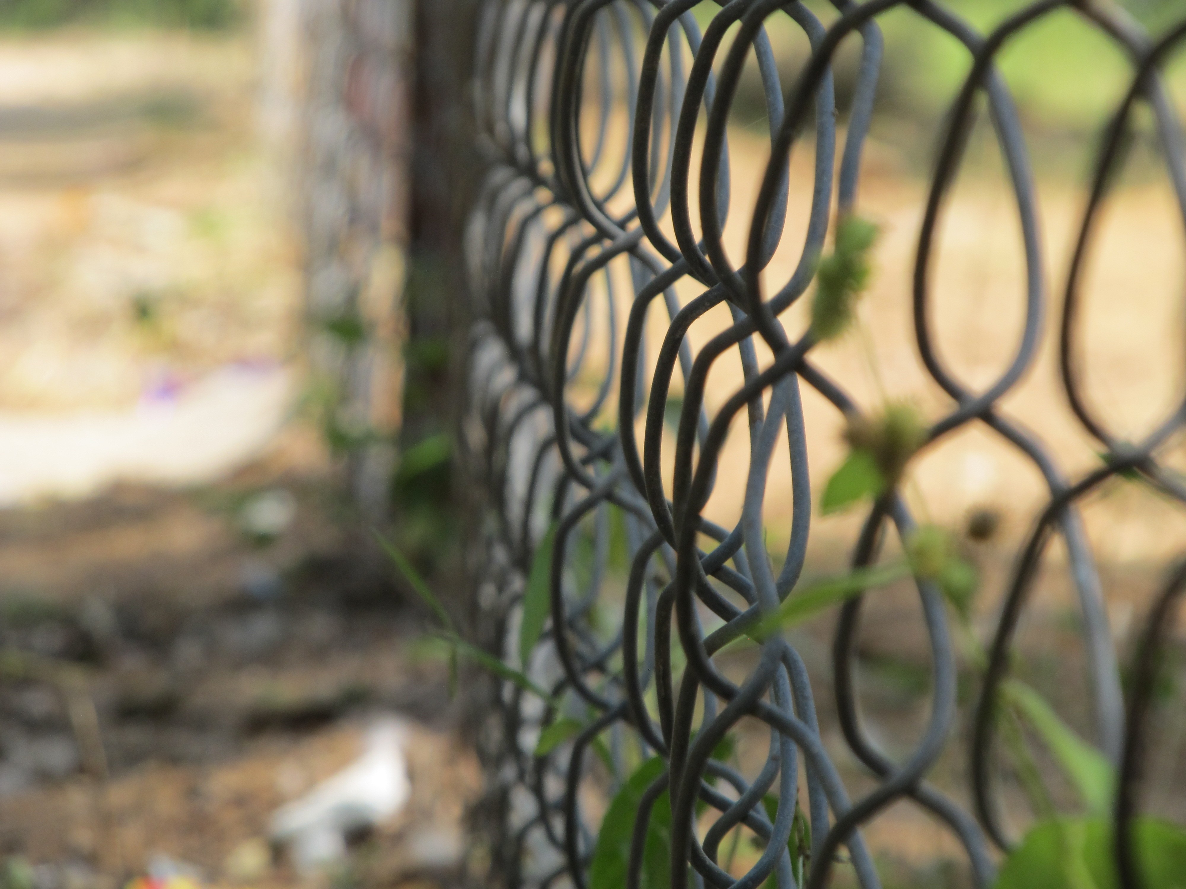 Close-up of a chain-link fence with plants HD Wallpaper