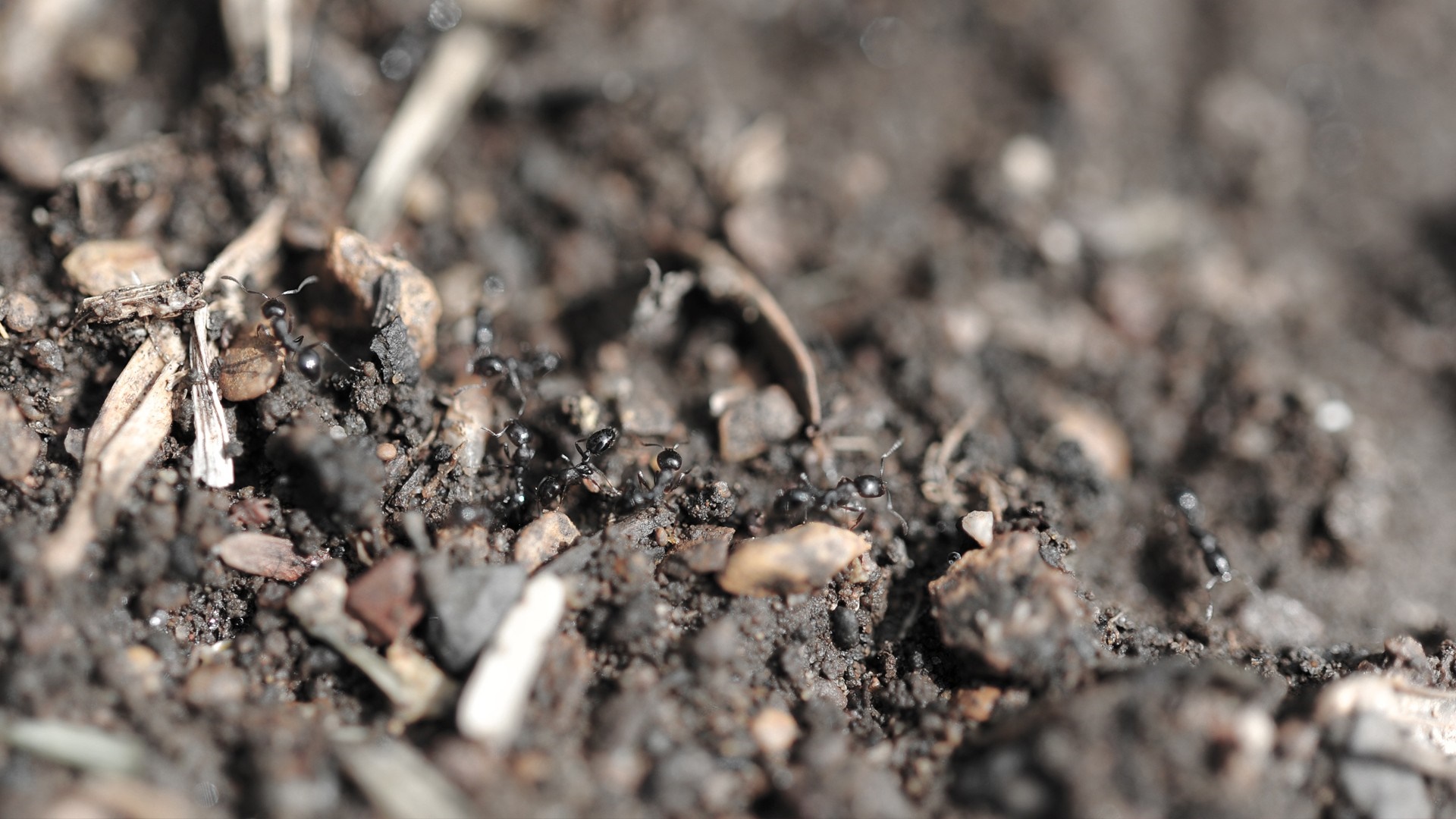 Macro photography of ants on soil with debris HD Wallpaper