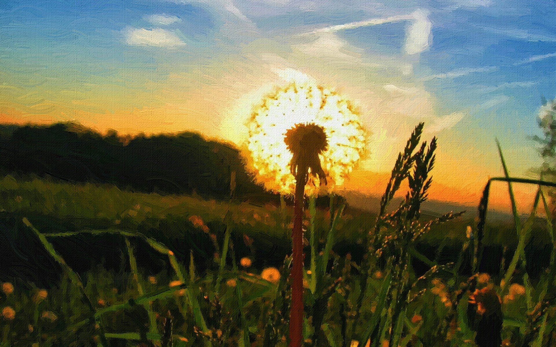 Dandelion silhouetted against sunset in a field HD Wallpaper