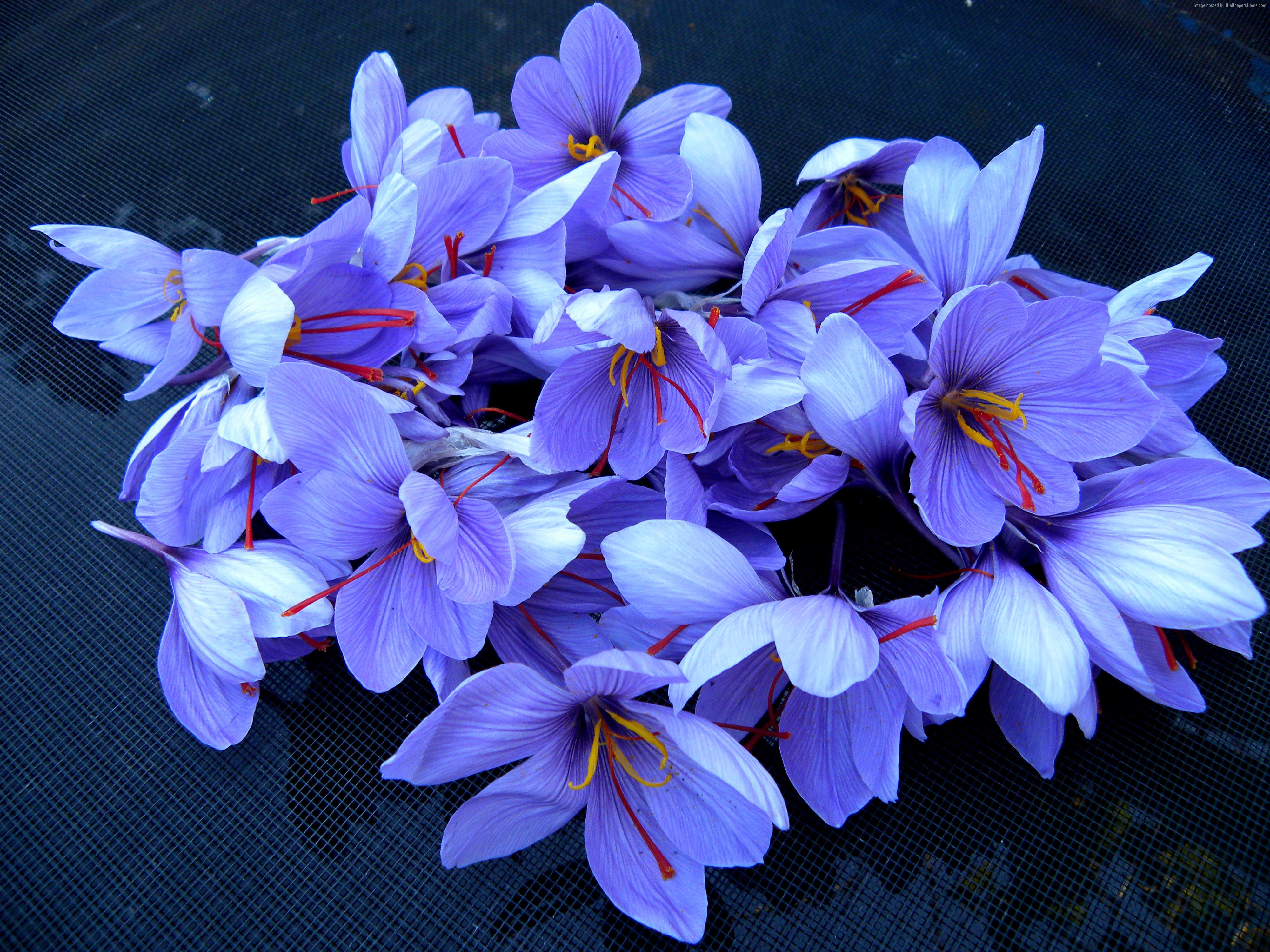 Saffron flowers on a dark surface HD Wallpaper