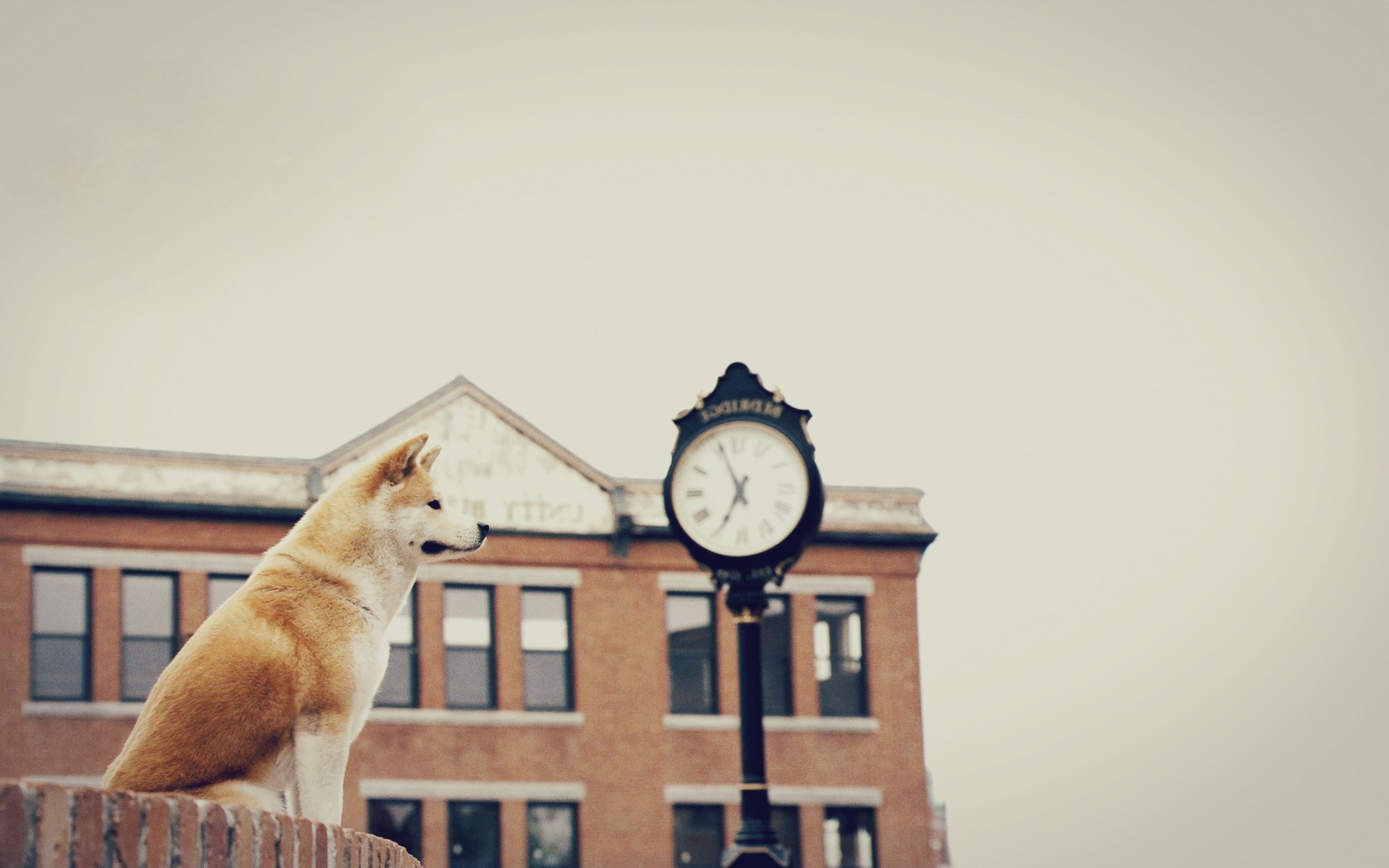 Akita dog sitting on a brick wall with a clock tower HD Wallpaper