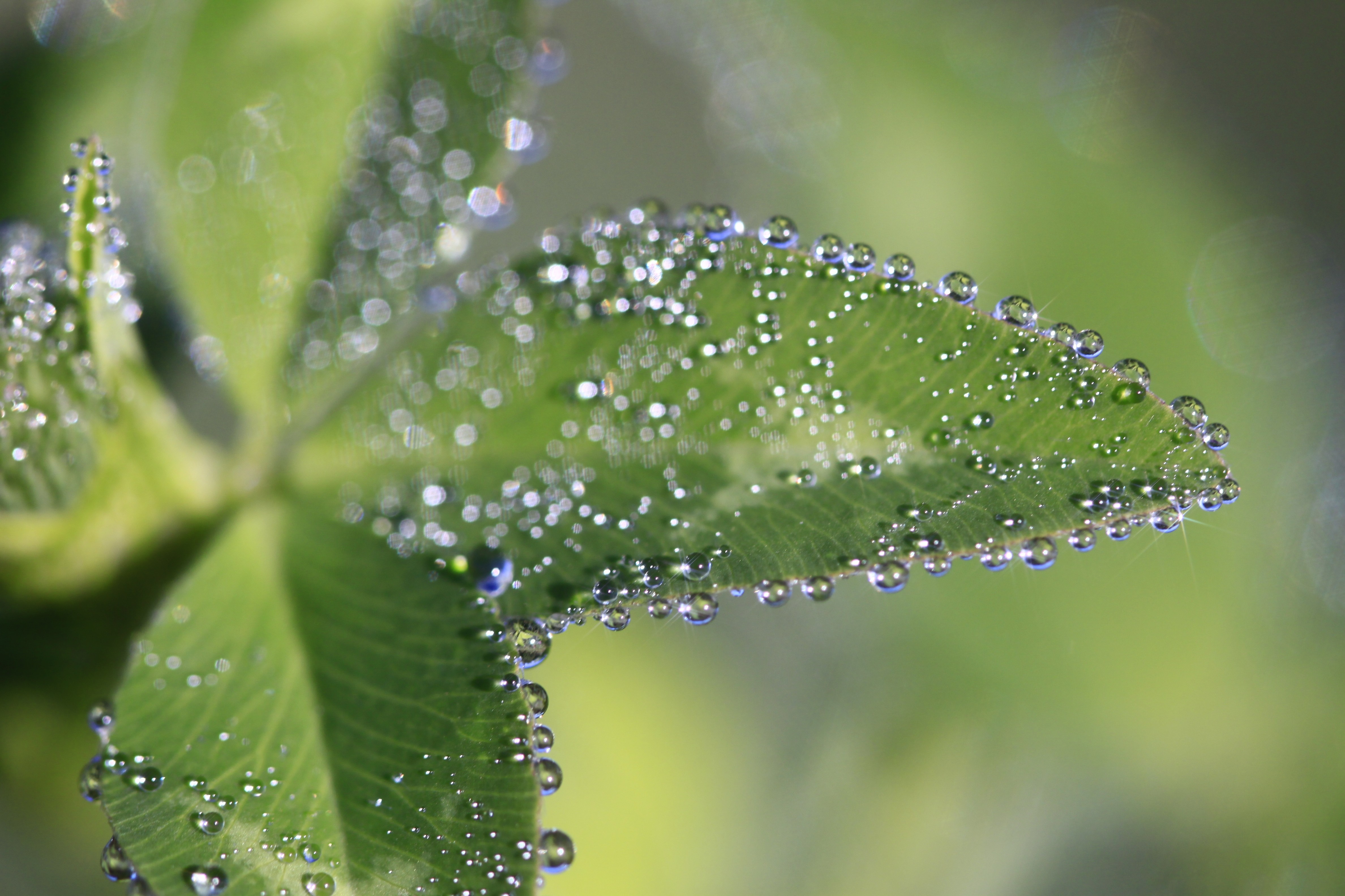 Close-up of clover leaf with dew drops HD Wallpaper