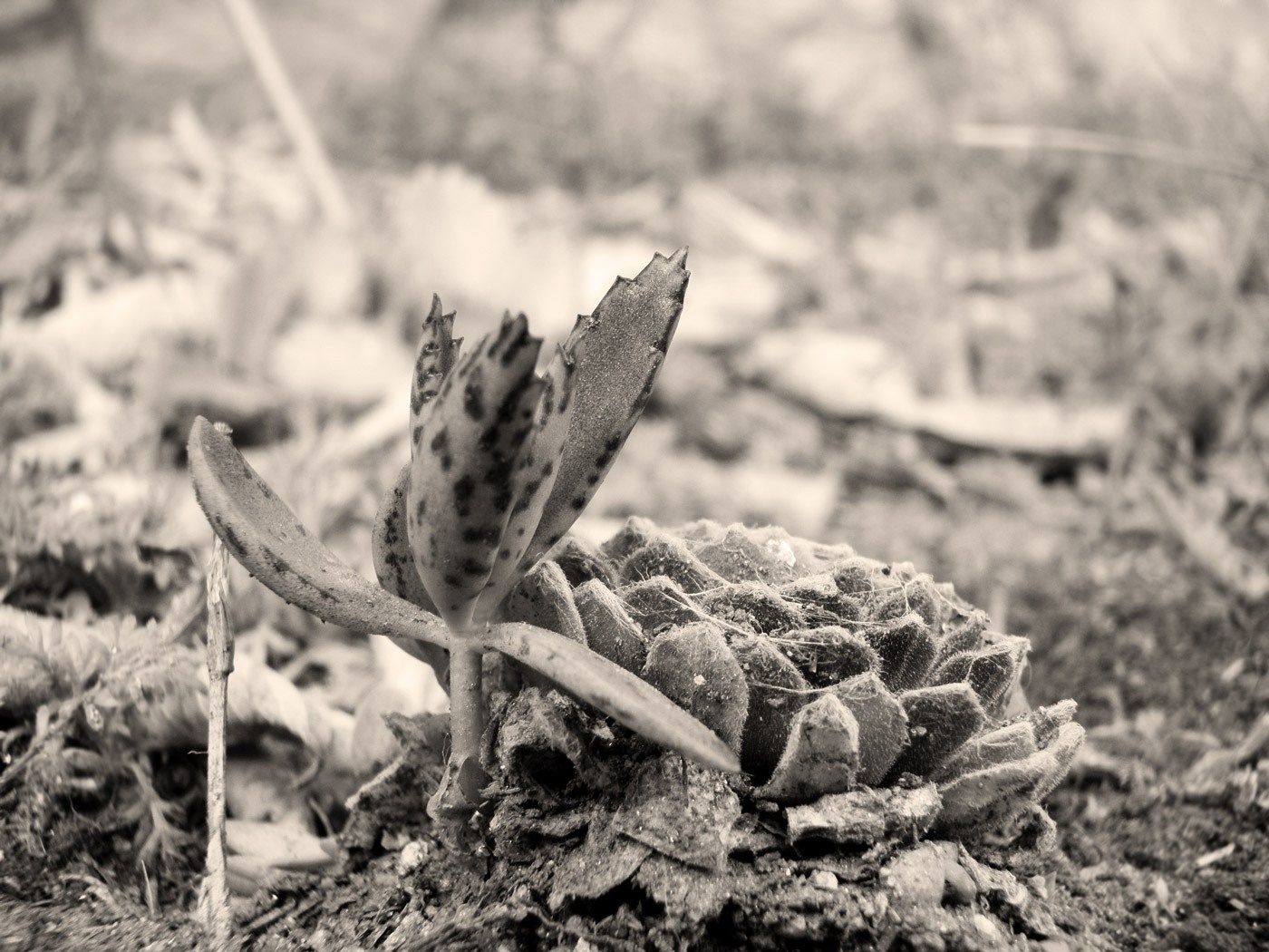 Monochrome close-up of a succulent plant in soil HD Wallpaper