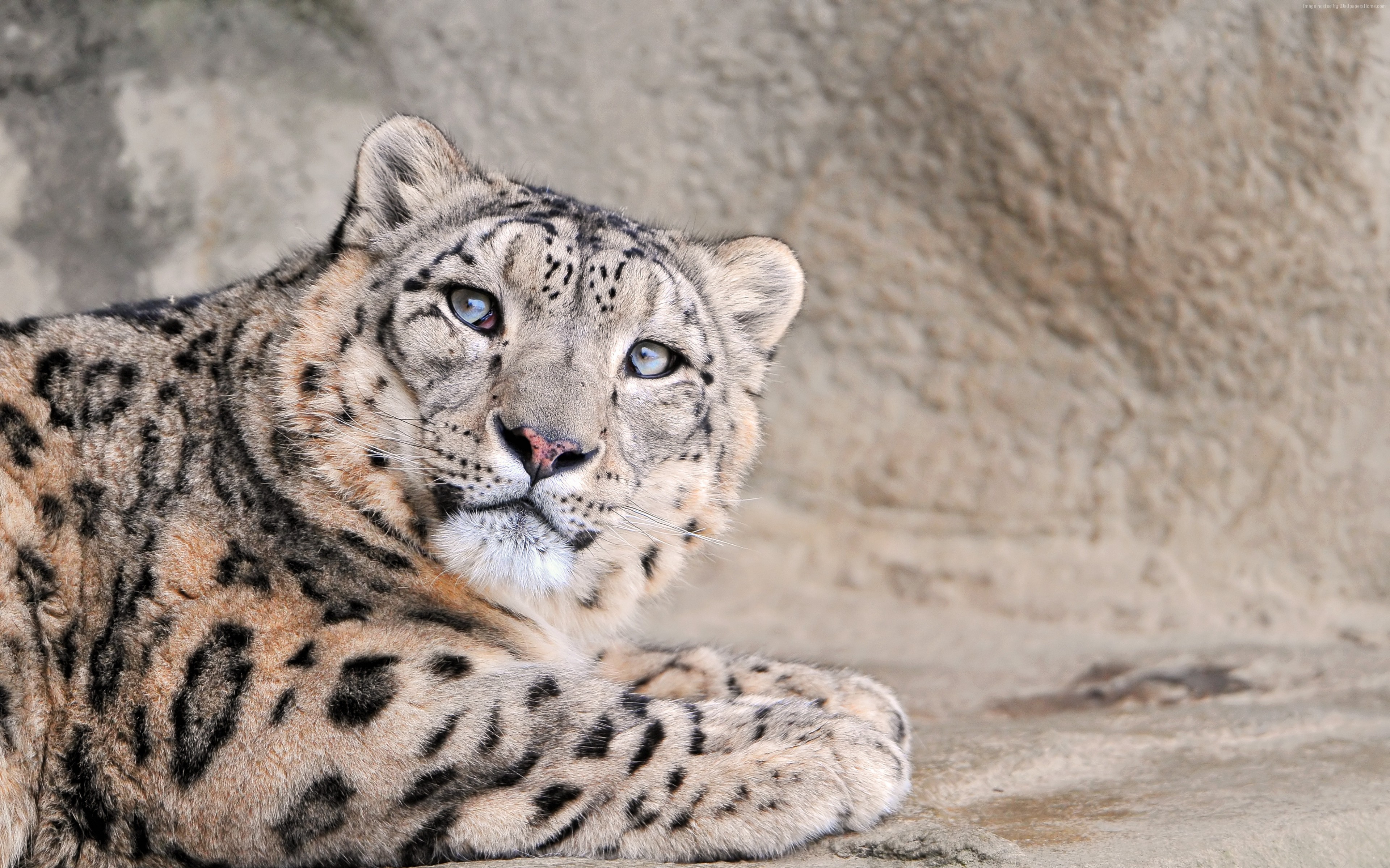 Snow Leopard lying on a rock HD Wallpaper